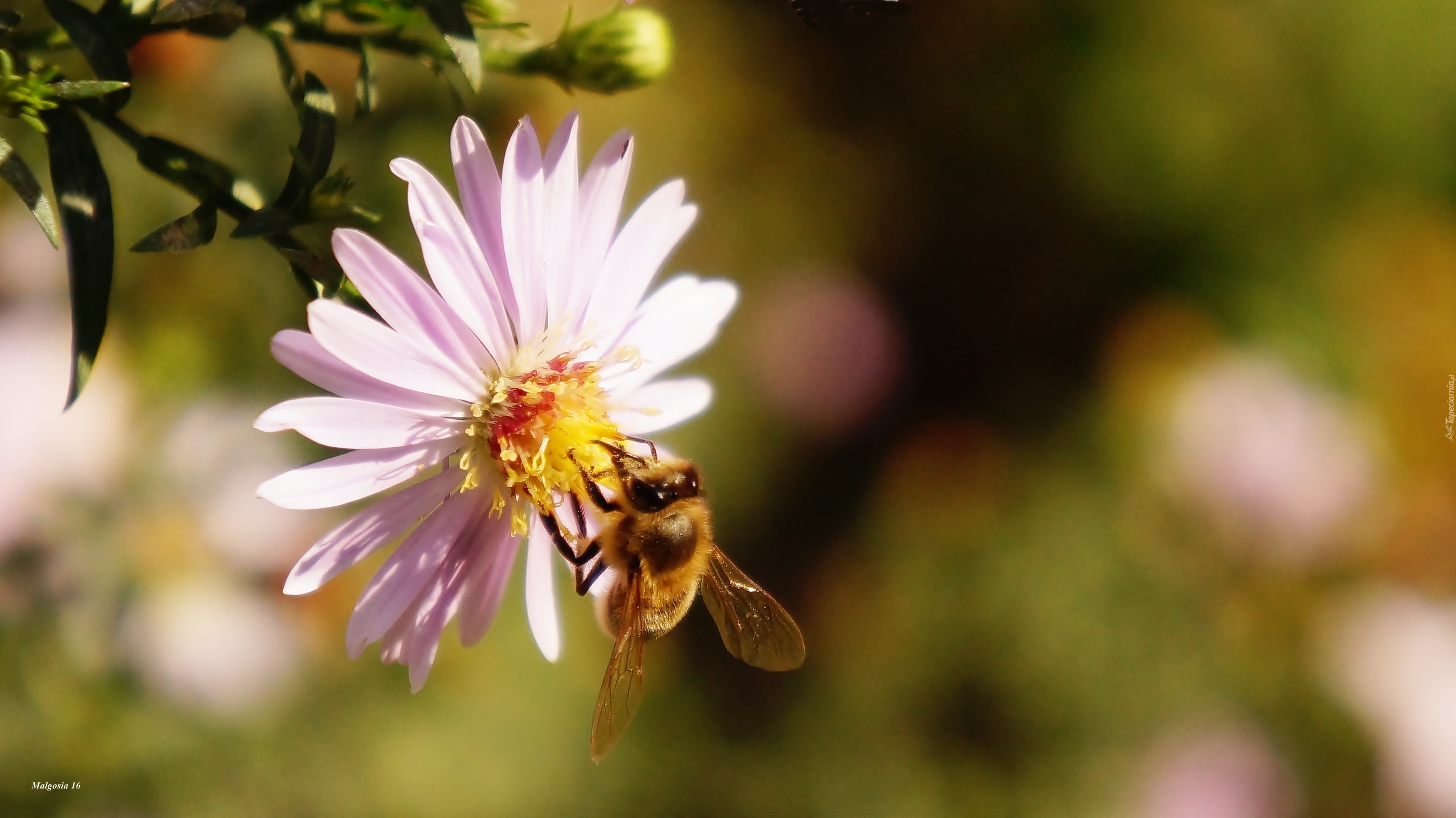 Aster, Pszczoła