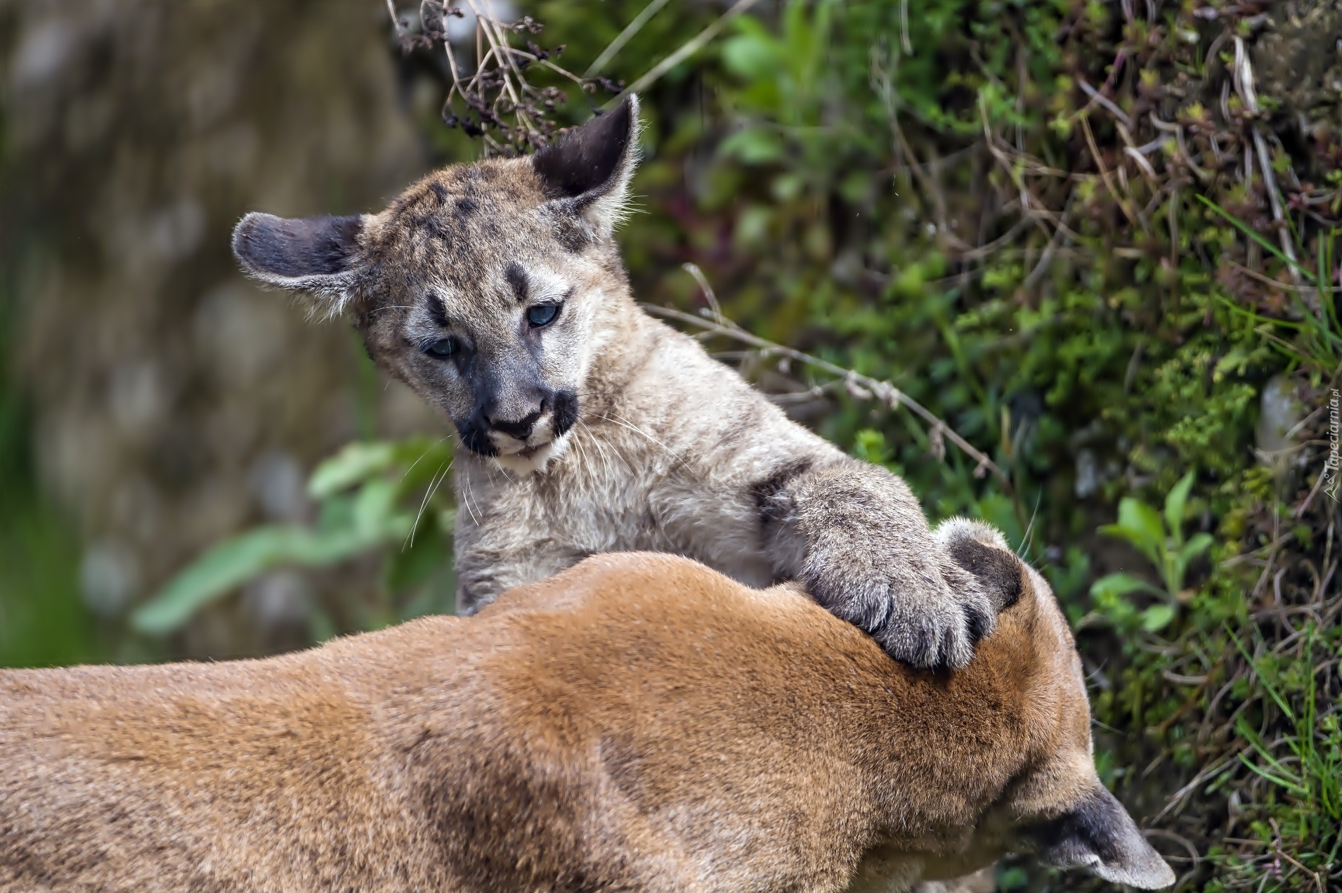 Puma,  Małe