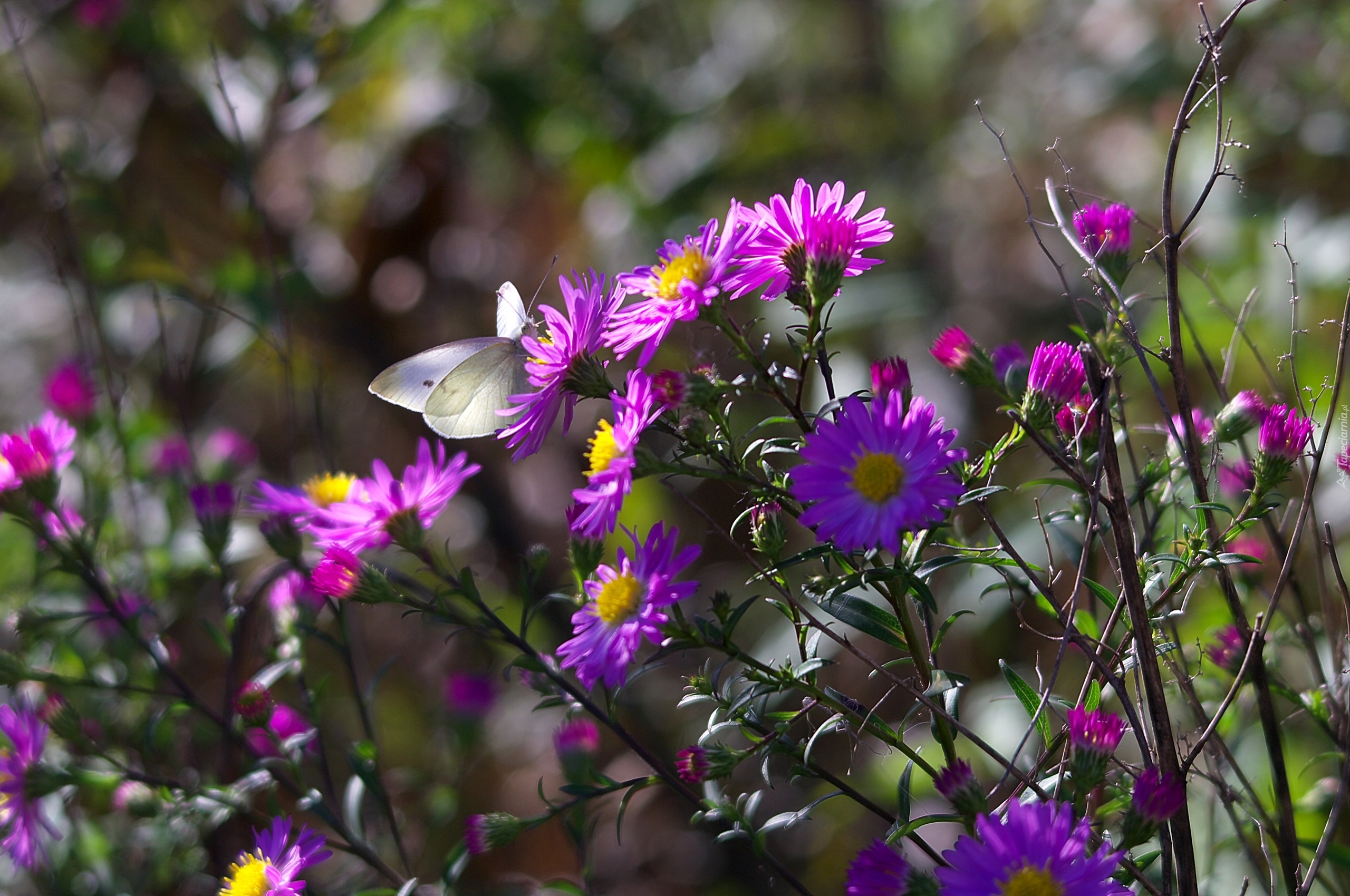 Purpurowe, Kwiaty, Astry, Bielinek, Motyl