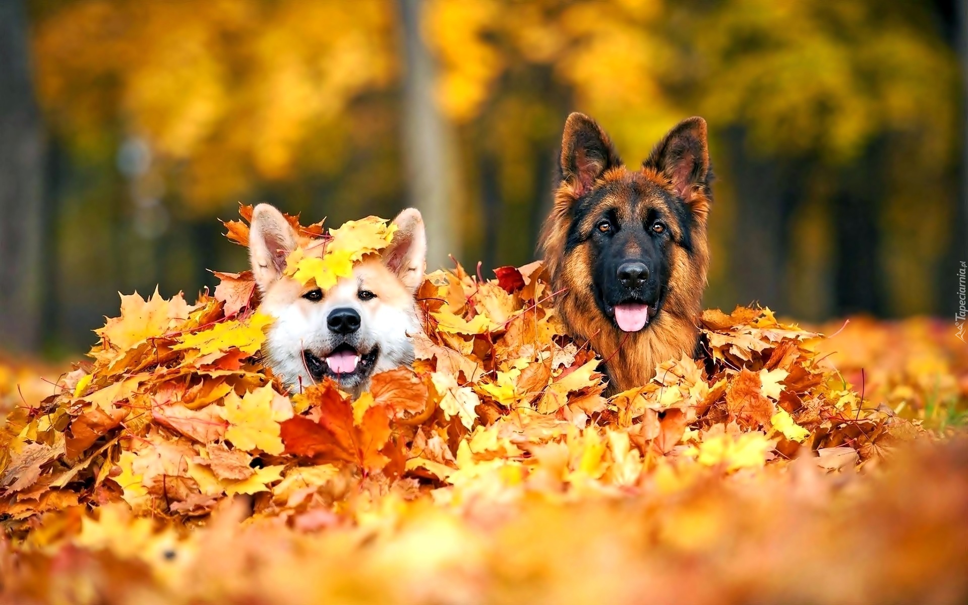 Jesień, Dwa, Psy, Liście