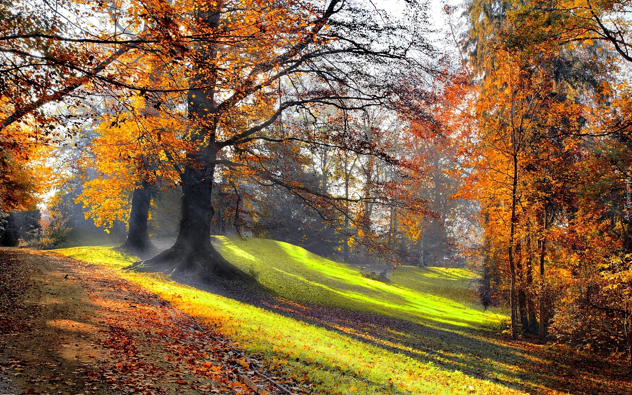 Park, Poranek, Przebijające Światło, Jesień