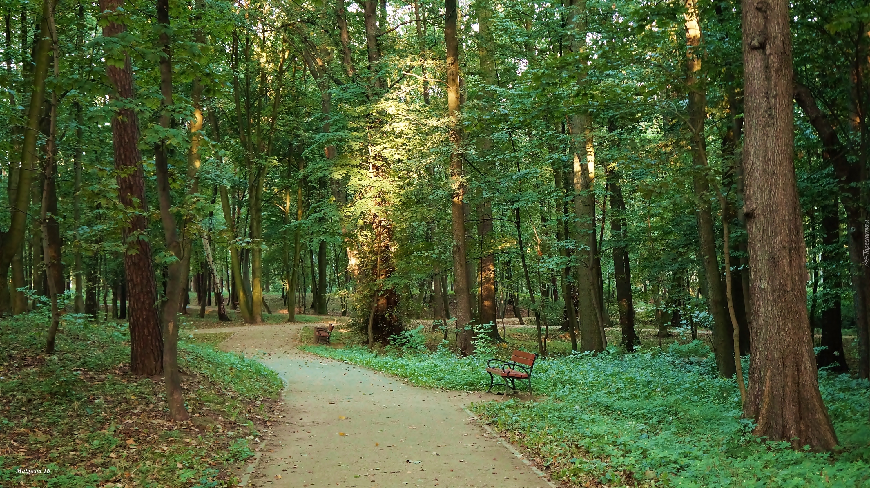 Park, Drzewa, Alejka, Ławki