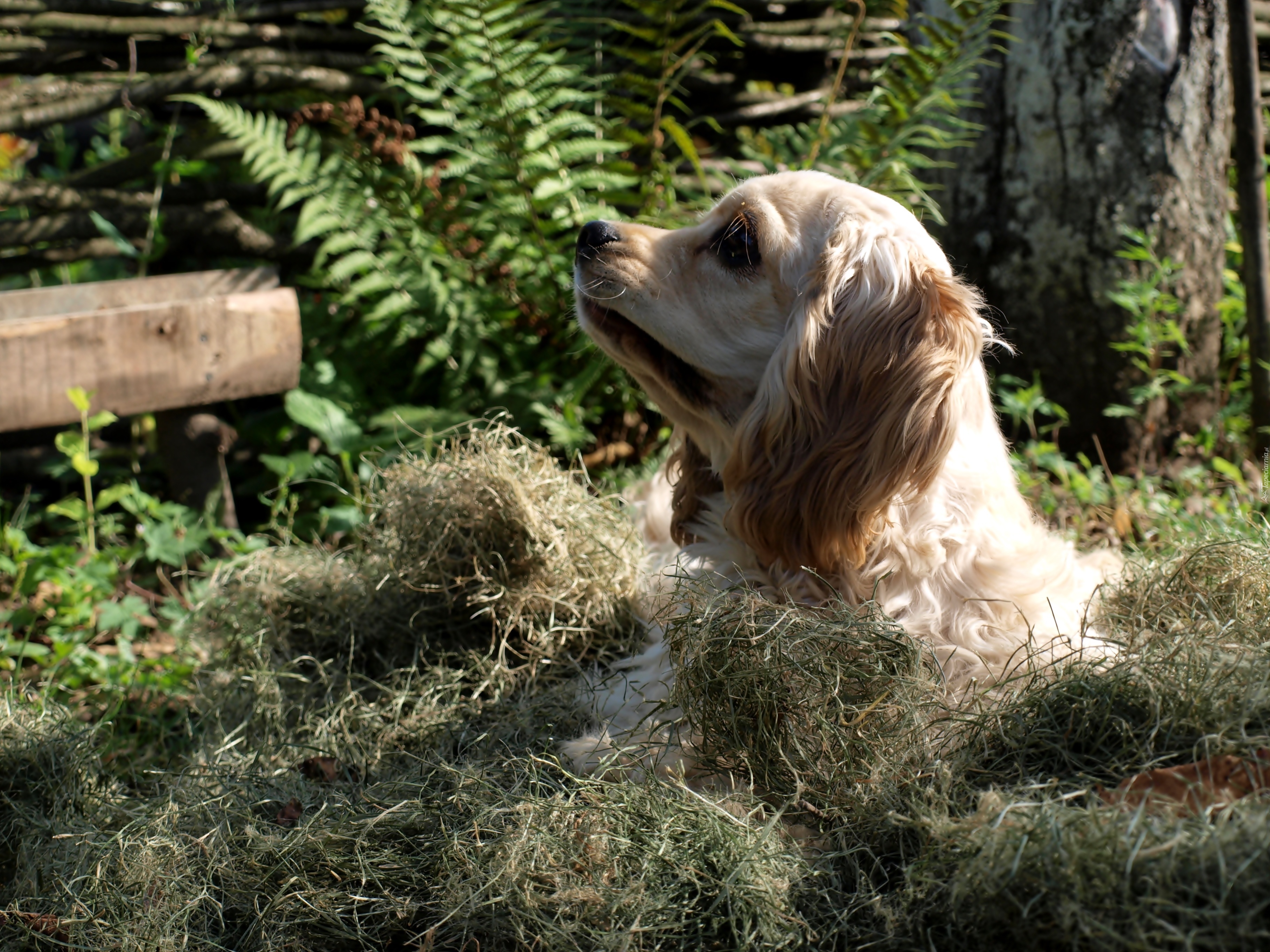 Spaniel