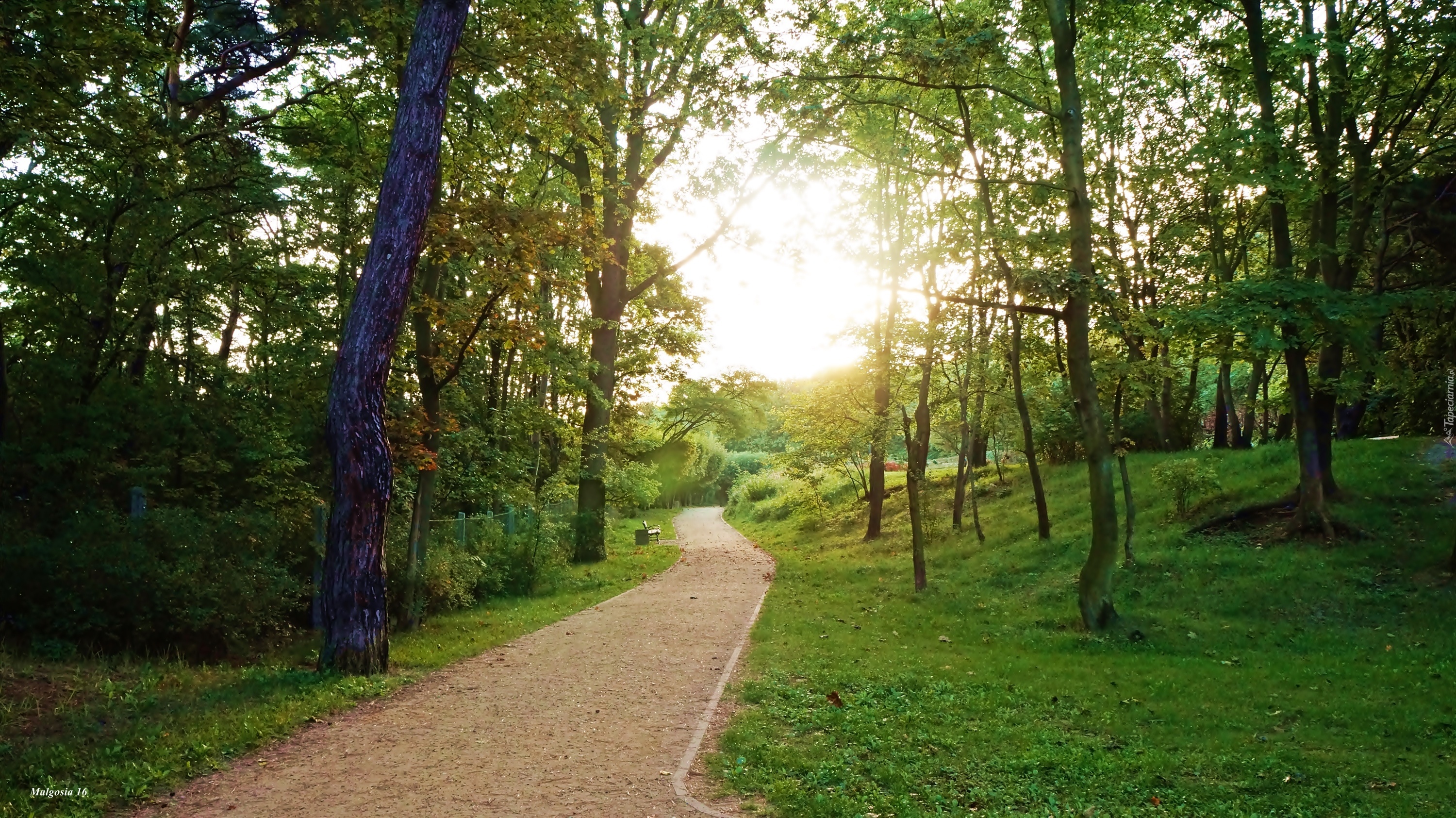 Park, Drzewa, Alejka