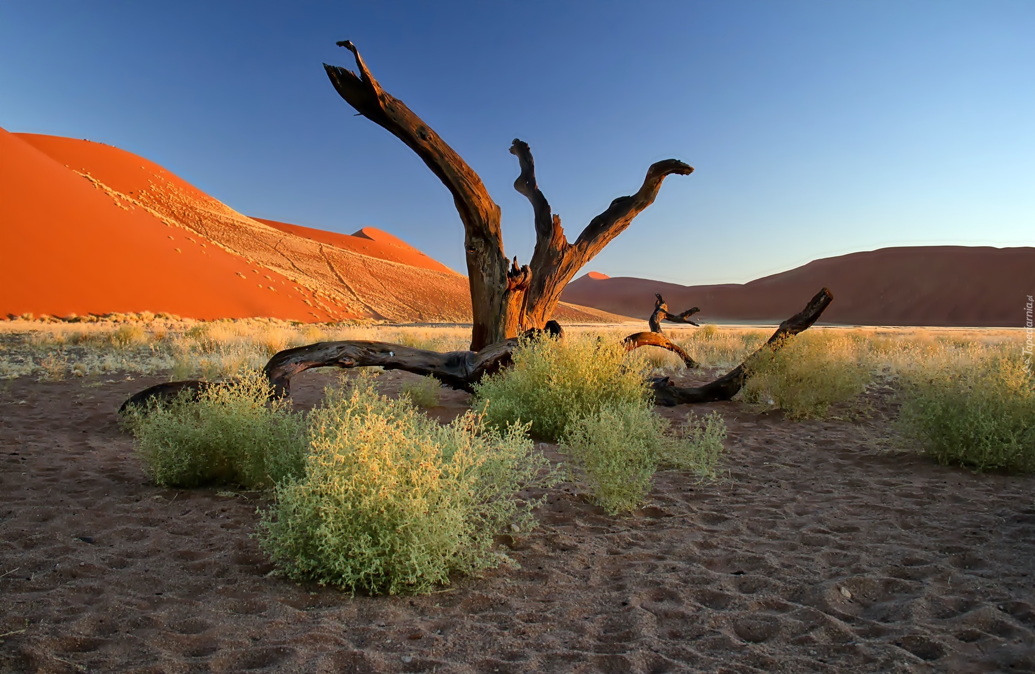 Pustynia, Namib, Konary, Afryka