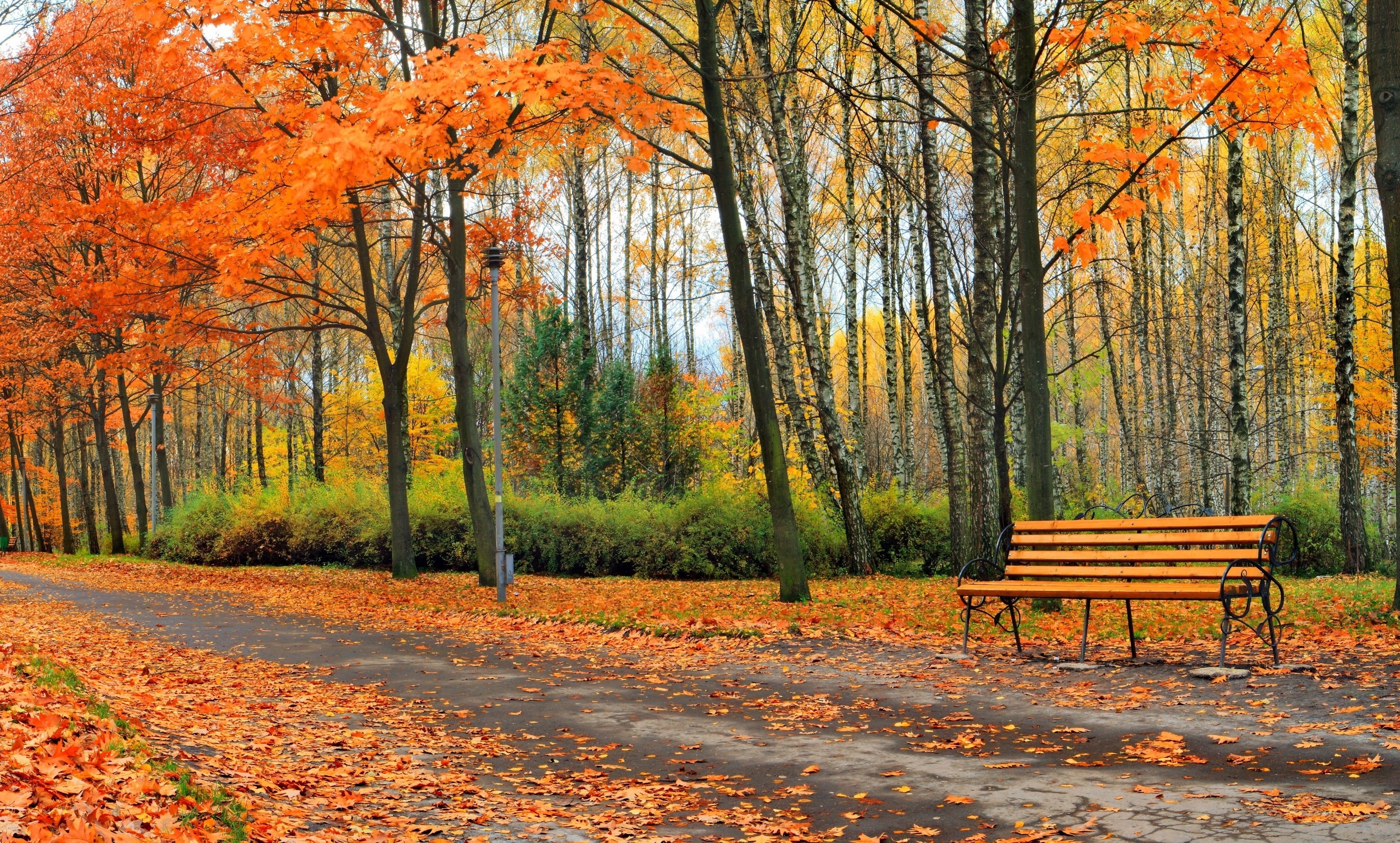 Park, Droga, Drzewa, Ławka, Liście, Jesień