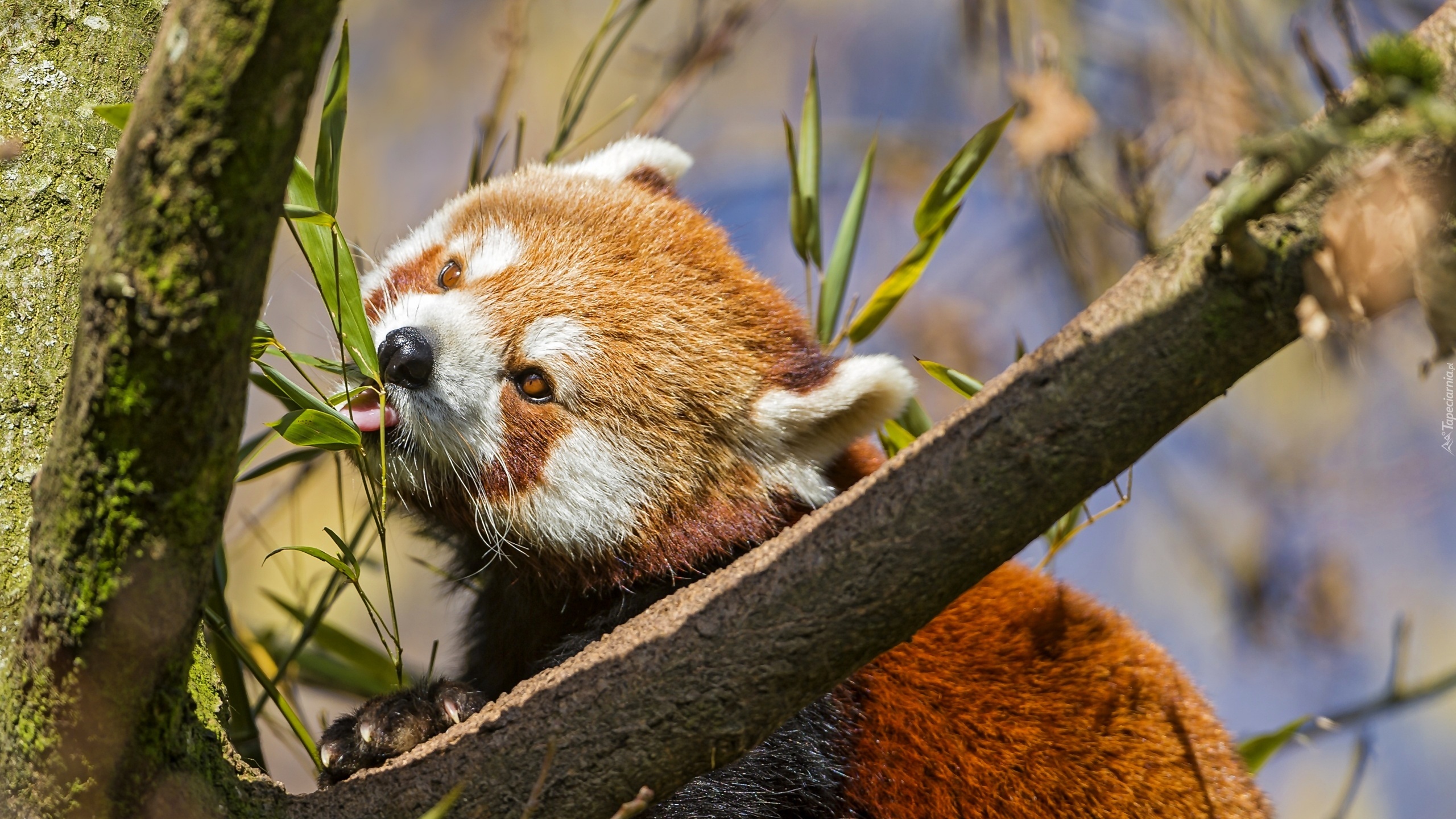 Czerwona, Panda, Liście, Pandka ruda