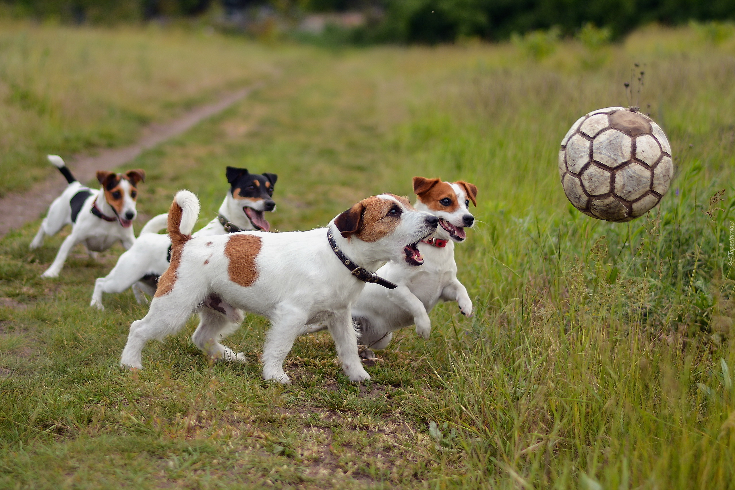 Psy, Zabawa, Piłką, Łąka, Jack Russell Terrier