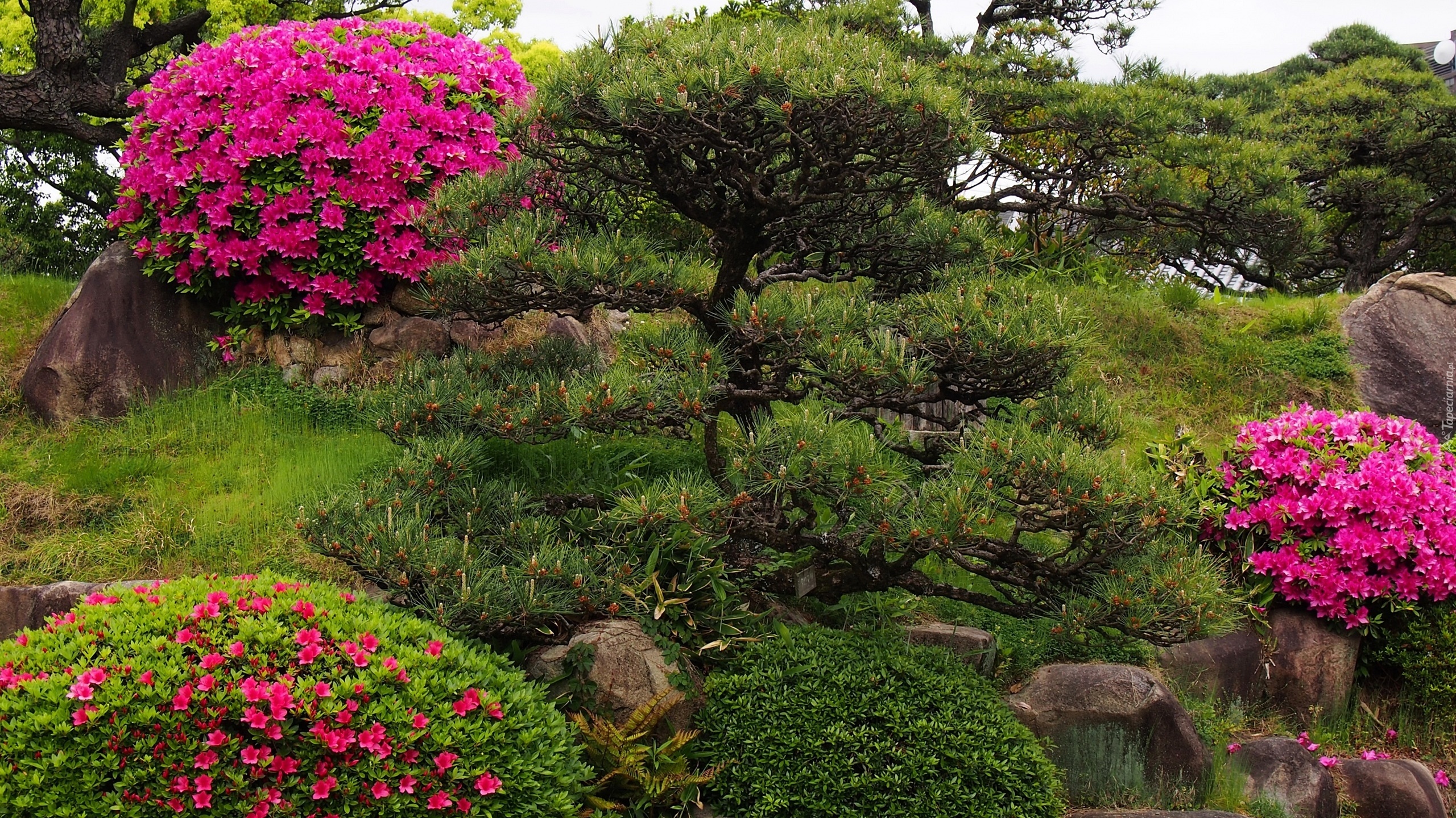 Park, Krzewy, Rododendrony