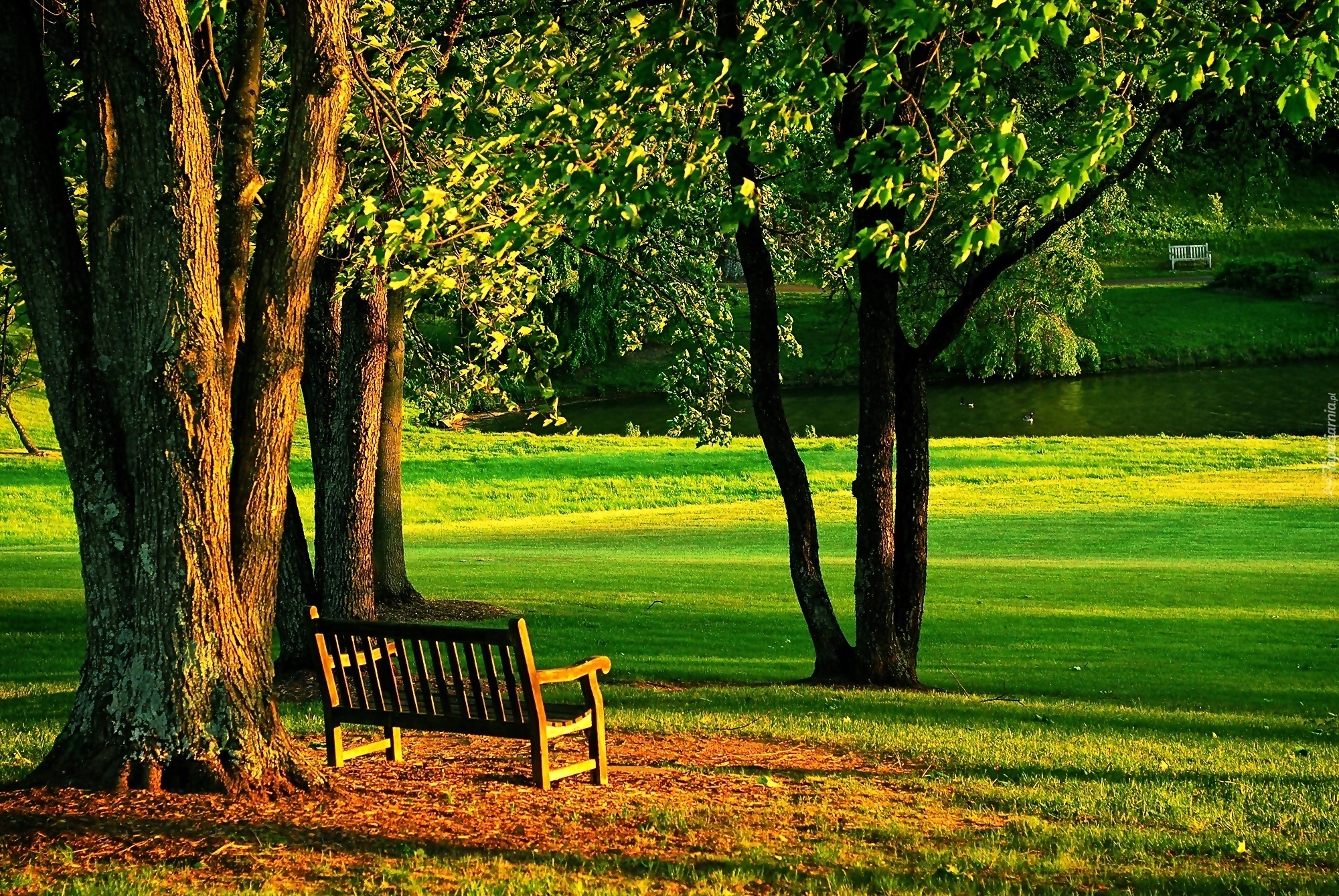 Park, Ławka, Staw, Lato