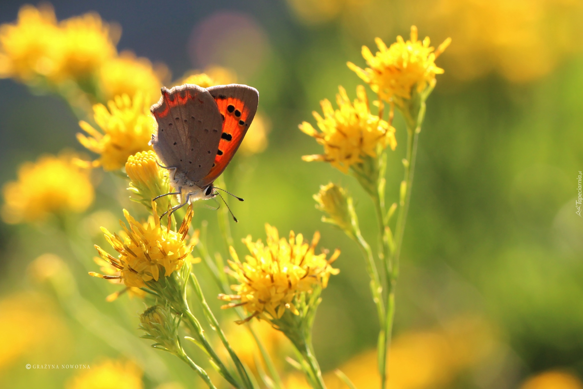 Czerwończyk, Motyl, Owad, Kwiaty