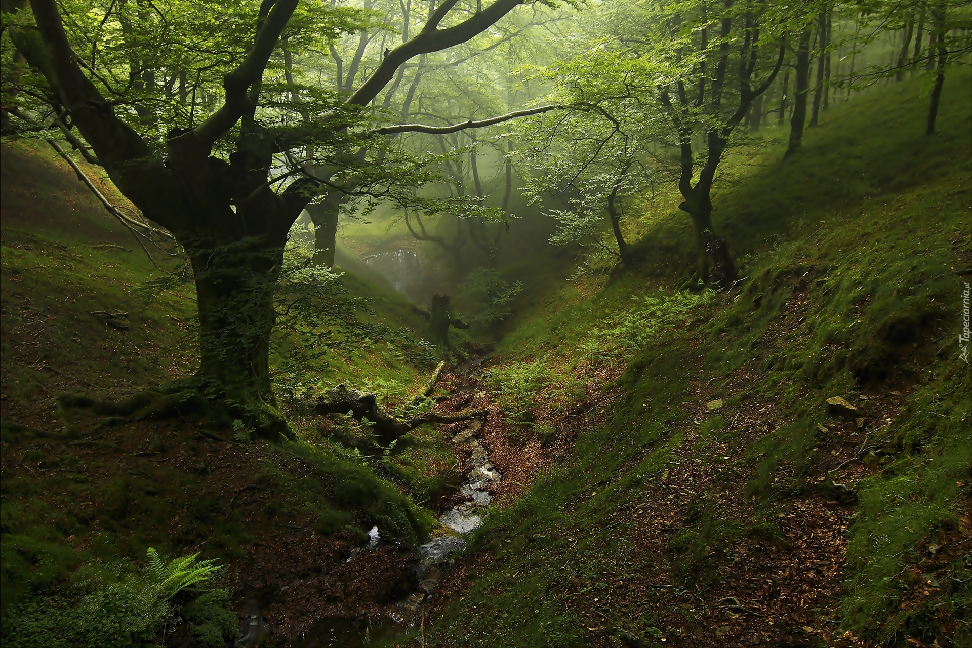 Strumyk, Drzewa, Mgła, Las