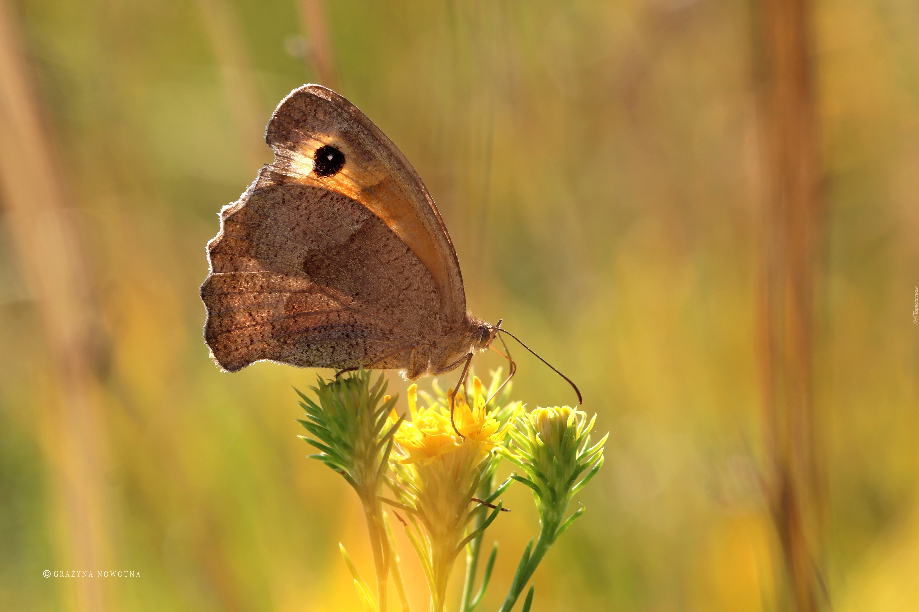 Strzępotek Ruczajnik, Brązowy, Motyl