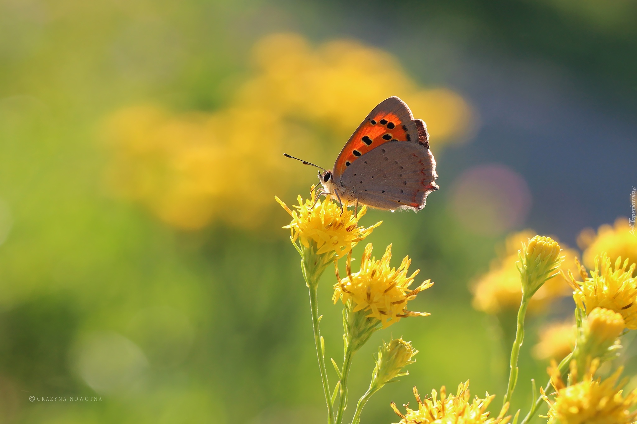 Czewończyk, Motyl, Owad, Żółte, Kwiaty