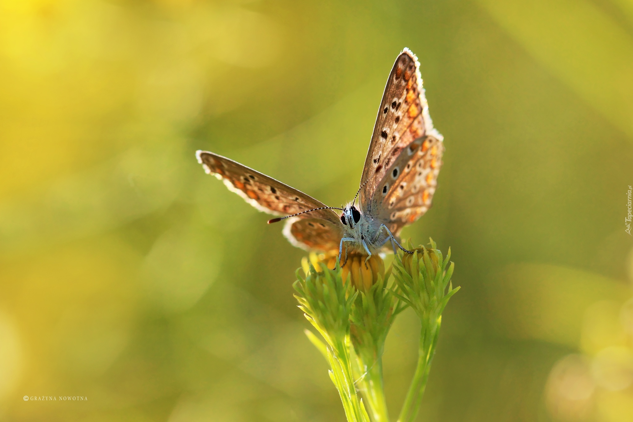 Motyl, Modraszek, Owad