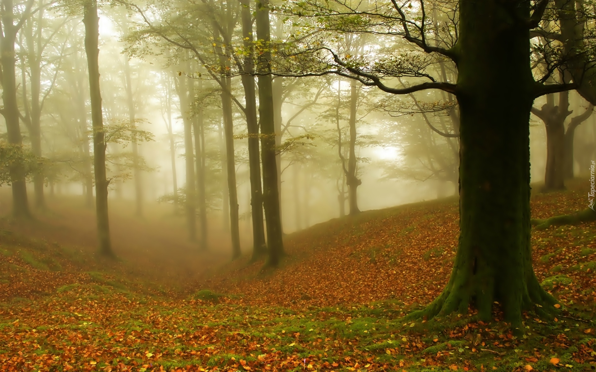Las, Drzewa, Liście, Mgła, Jesień
