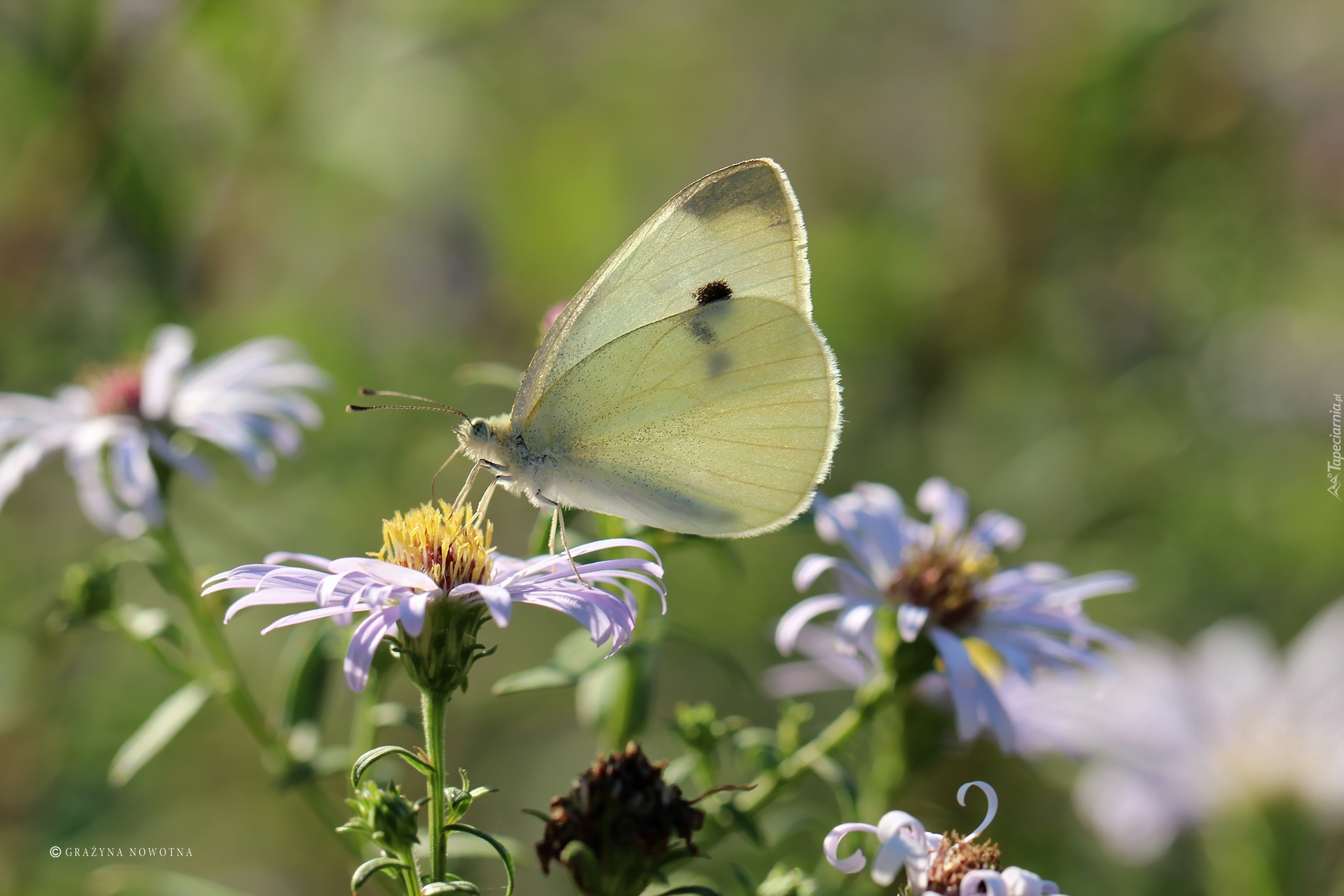 Motyl, bielinek, Owad, Biały