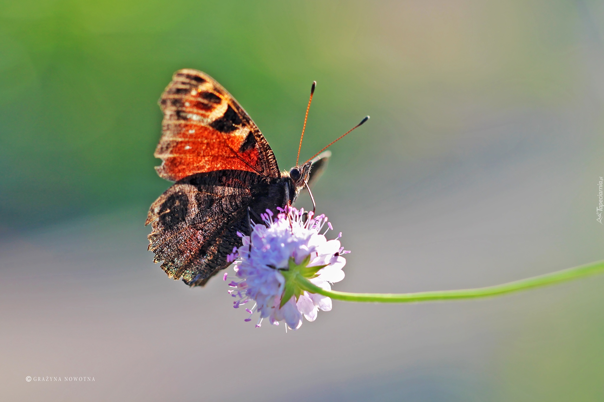 Rusałka, Pawik, Motyl, Owad