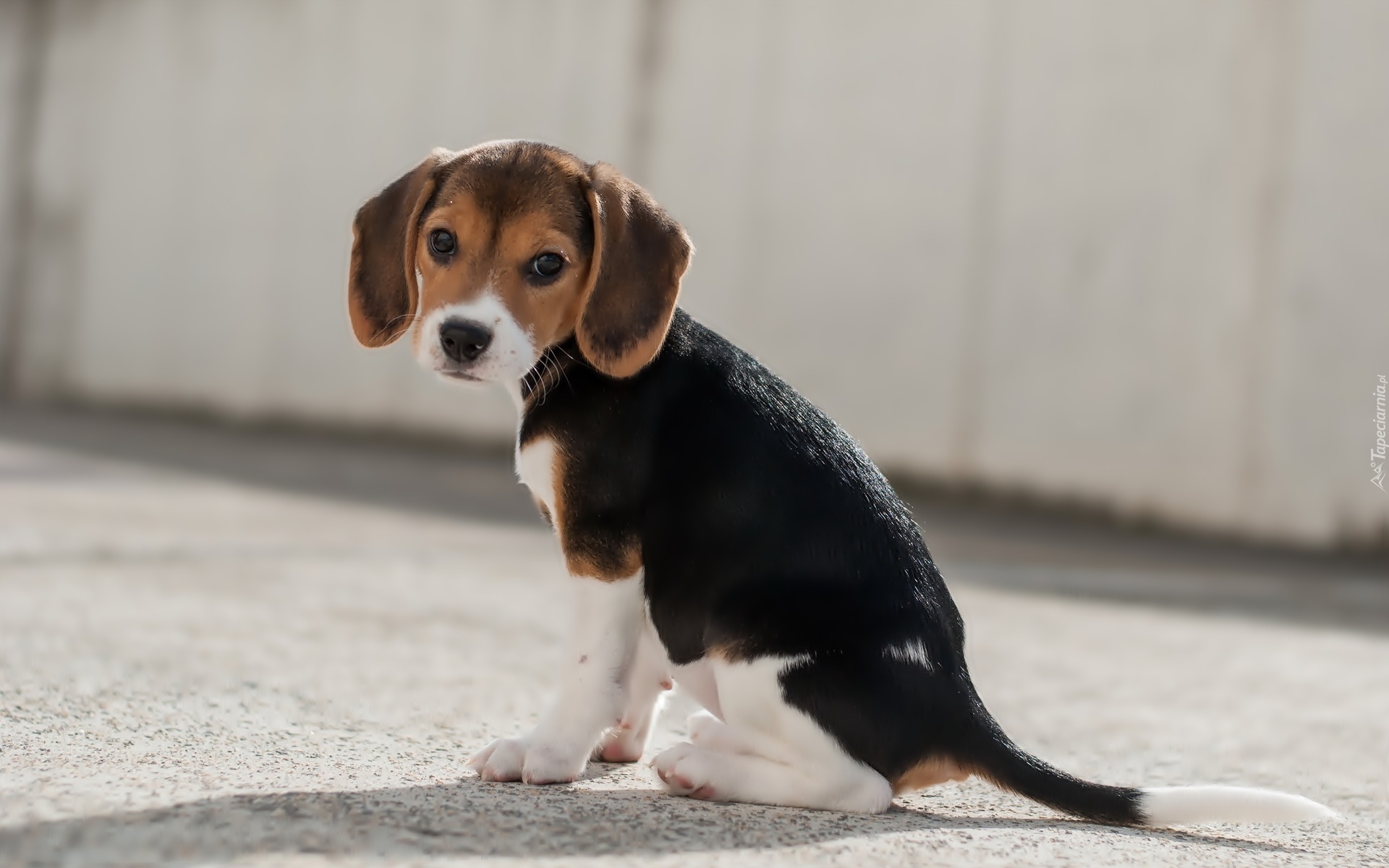 Szczeniak, Beagle