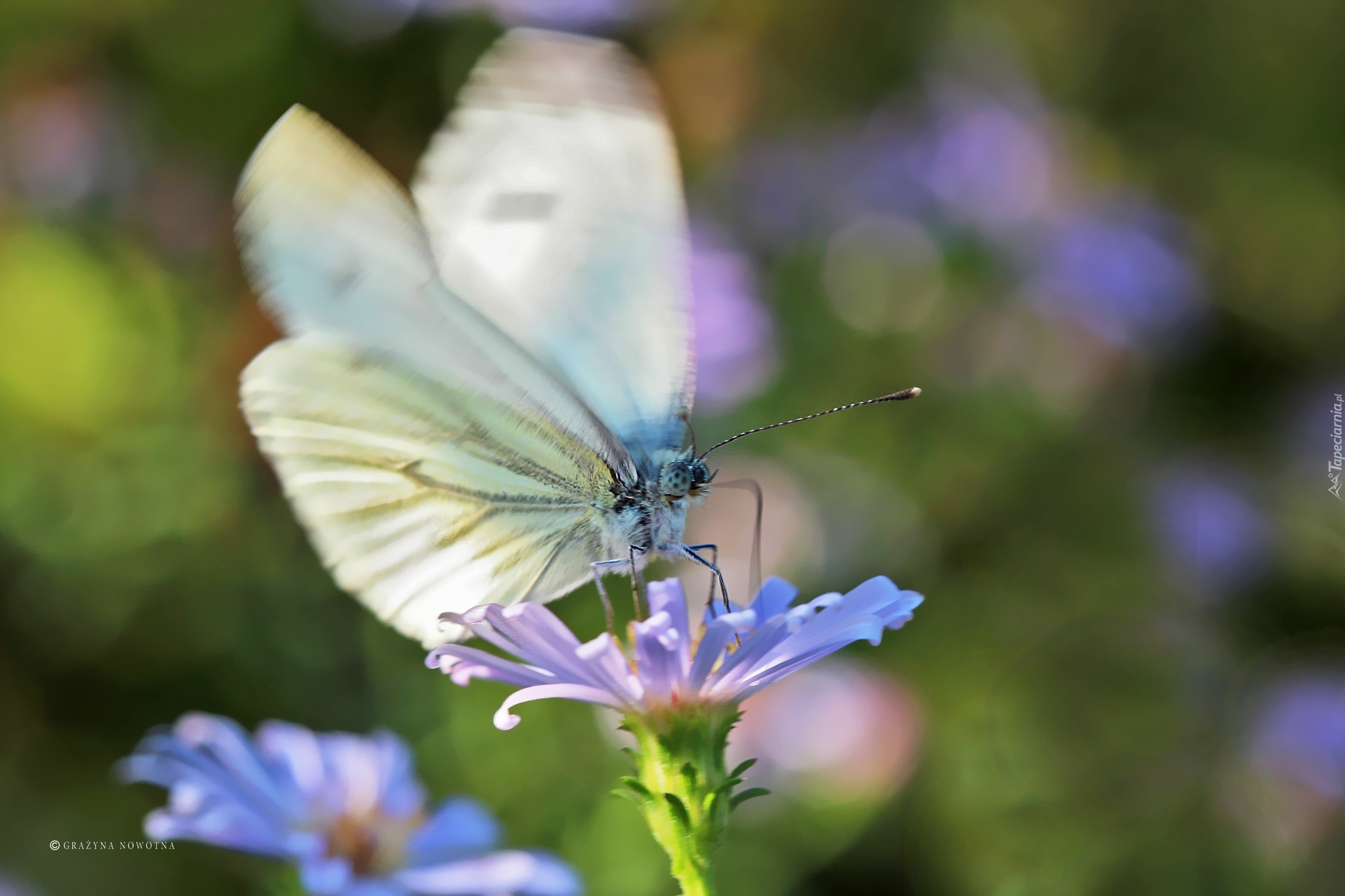 Motyl, Bielinek, Biały