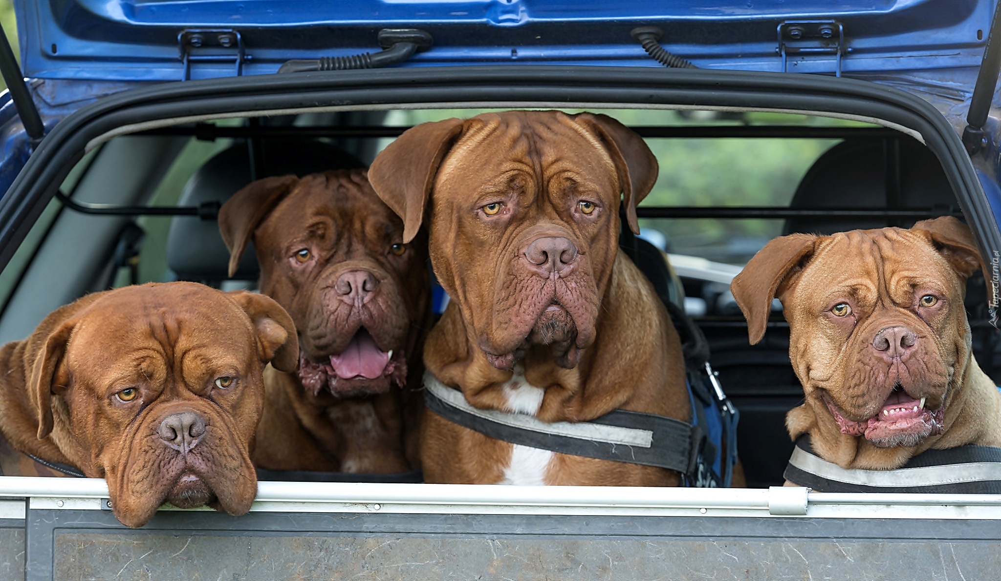 Samochód, Cztery, Psy, Dog de Bordeaux