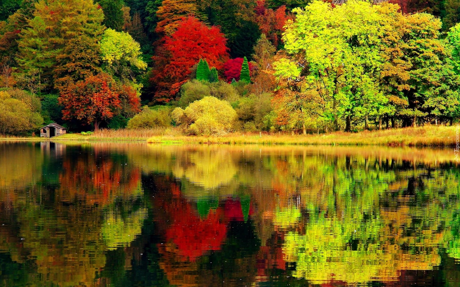 Jezioro, Las, Kolorowe, Drzewa, Domek, Jesień