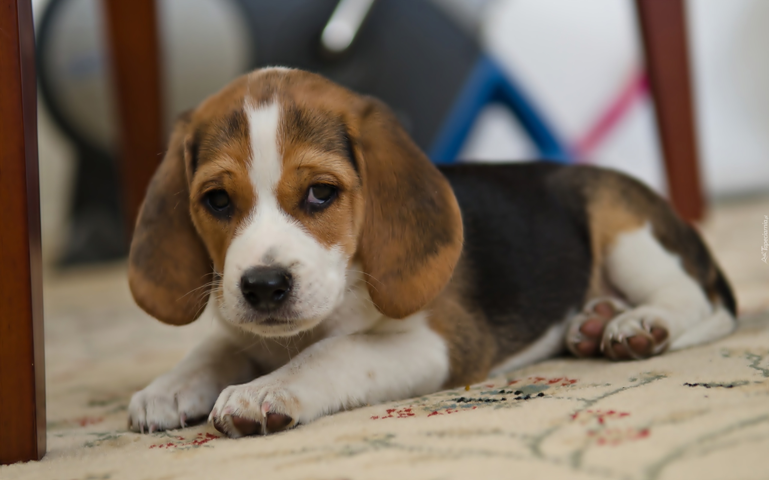 Szczeniak, Beagle