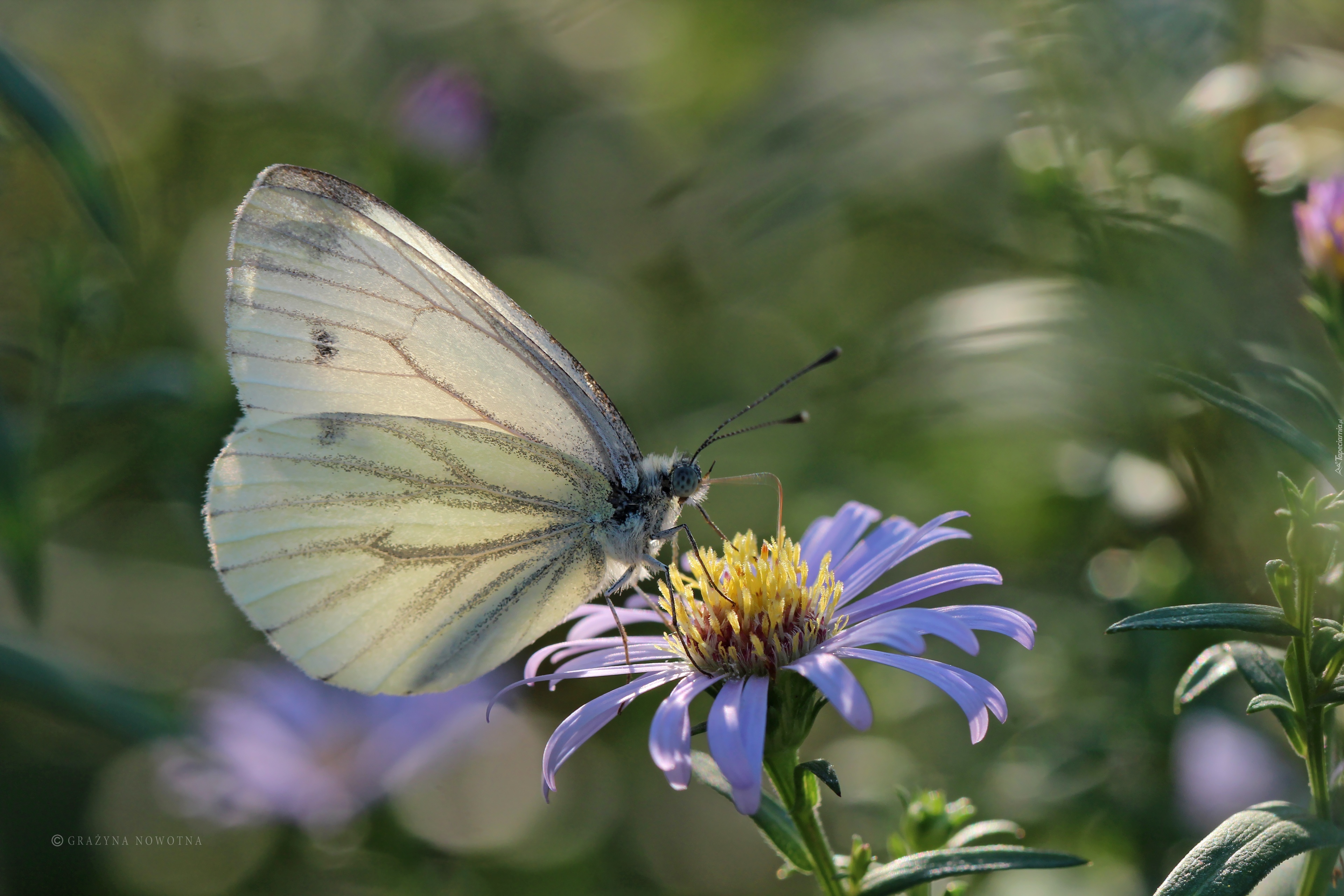 Bielinek, Biały, Motyl, Astry