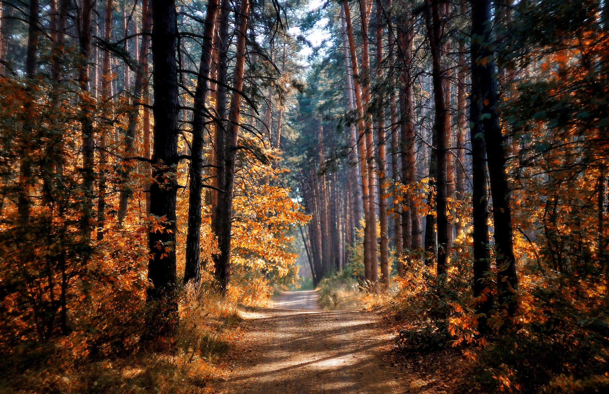 Las, Droga, Drzewa, Przebijające, Światło, Jesień