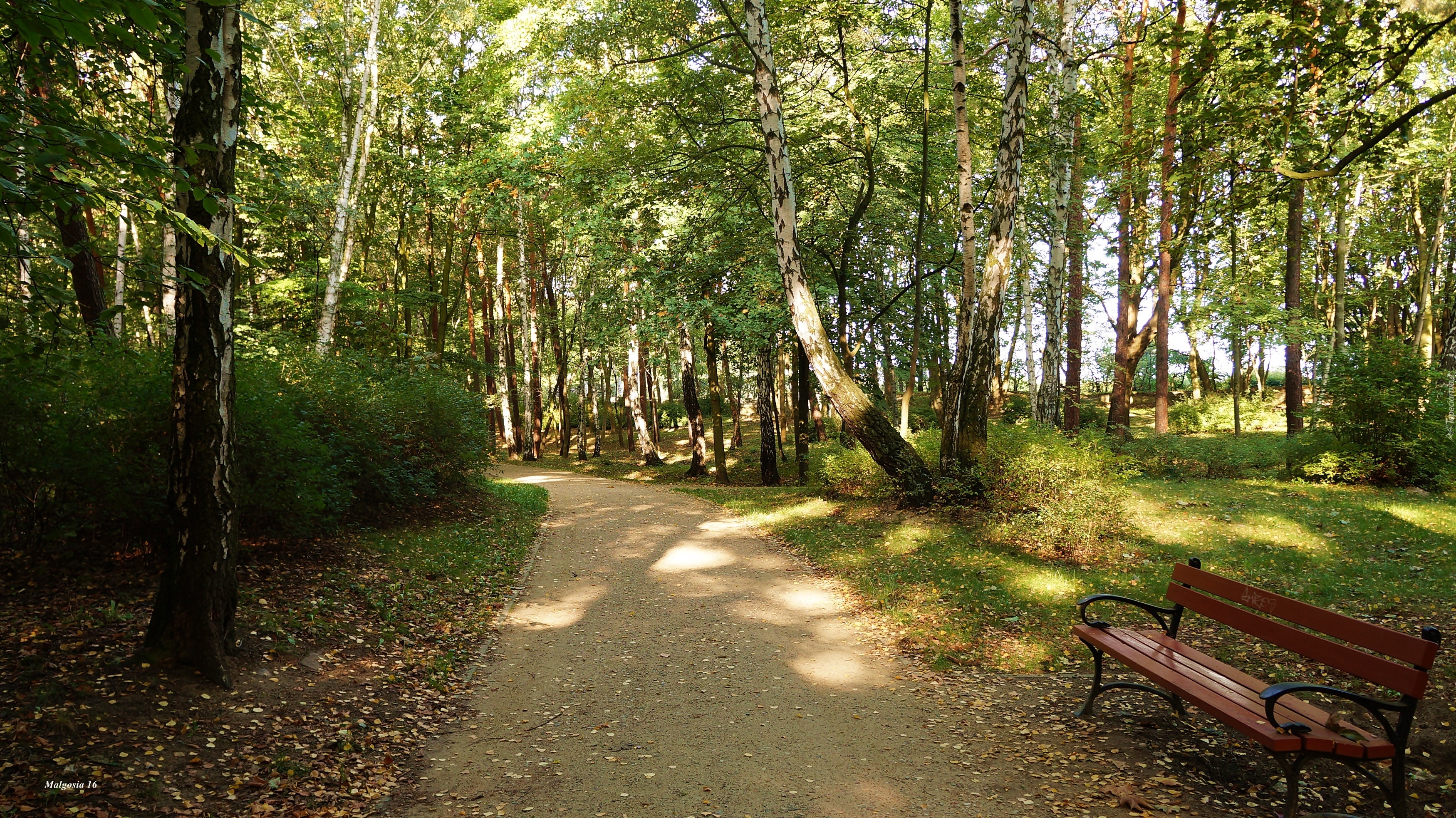 Park, Drzewa, Alejka, Ławka