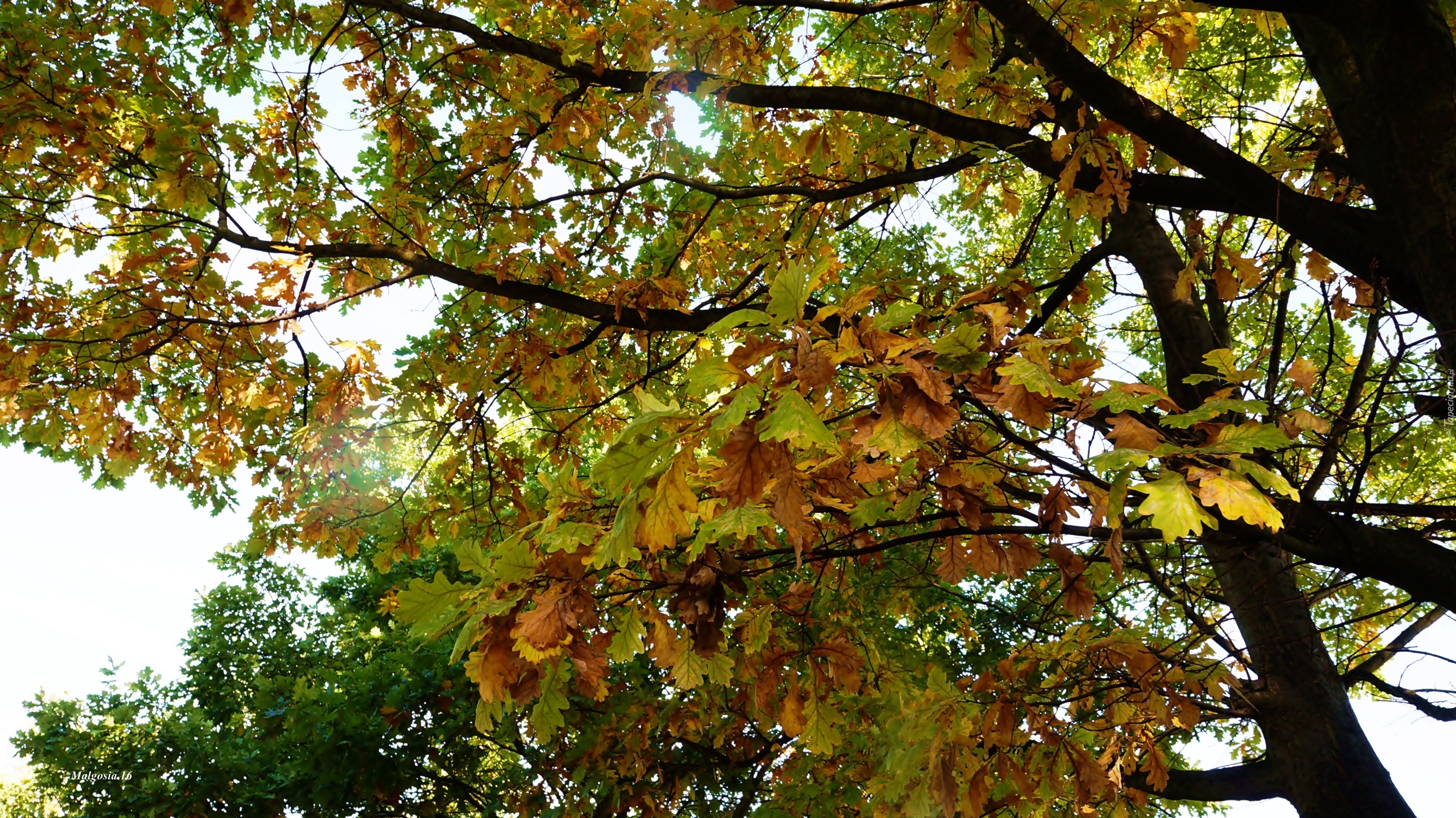 Drzewa, Gałęzie, Jesień