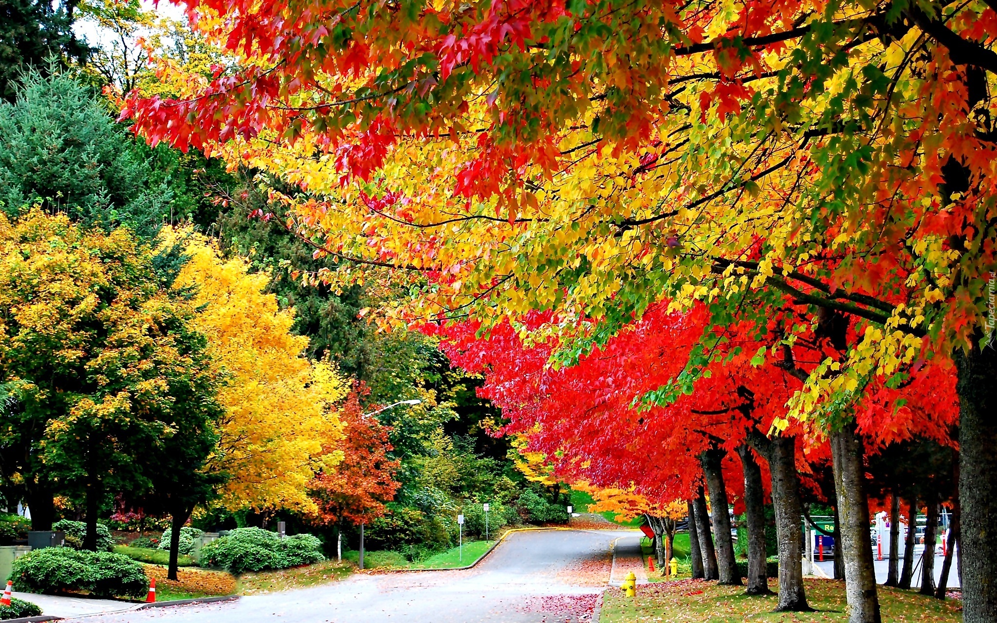 Park, Jesień, Aleja, Kolorowe Drzewa