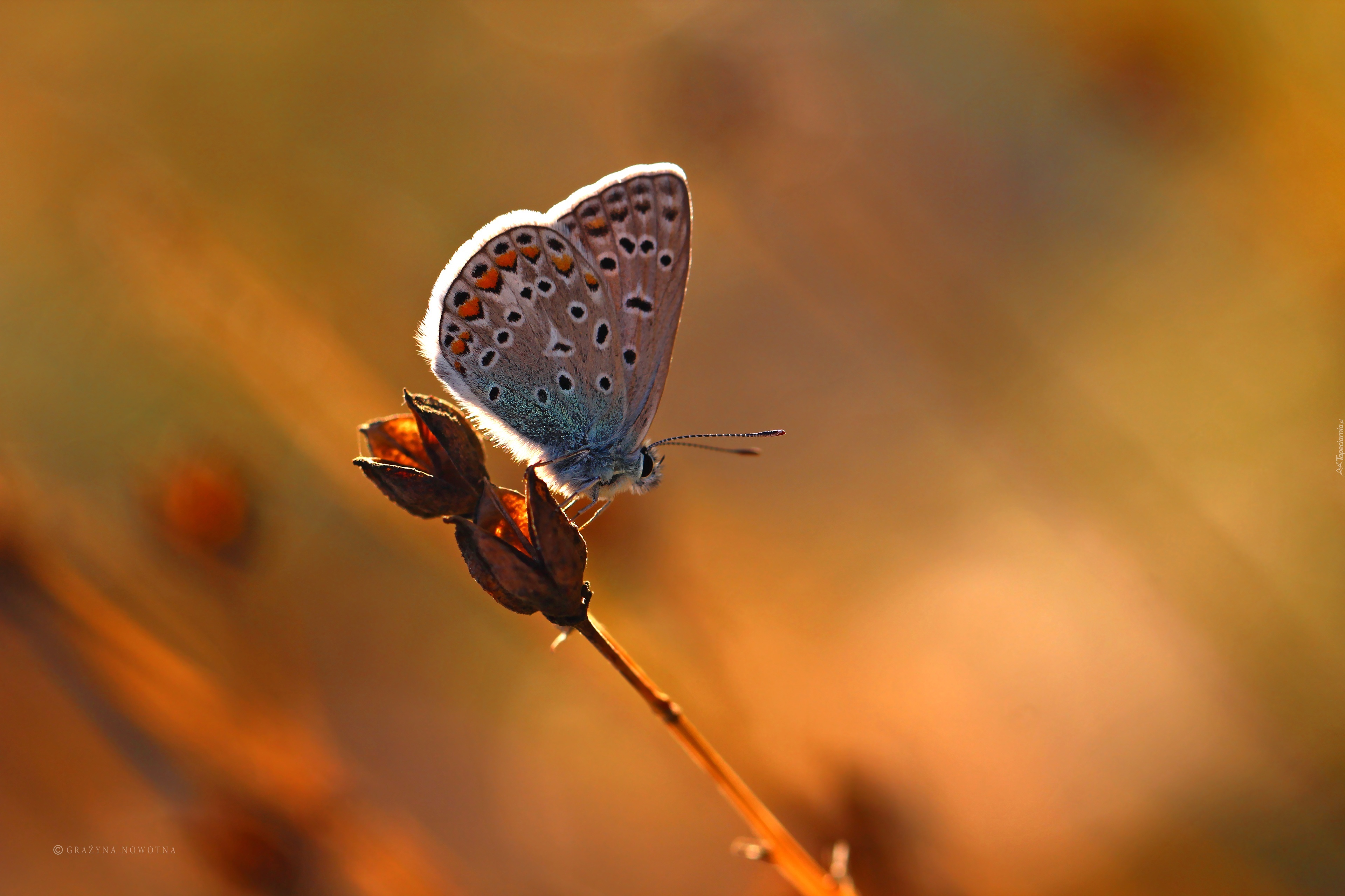 Motyl, Modraszek, Owad