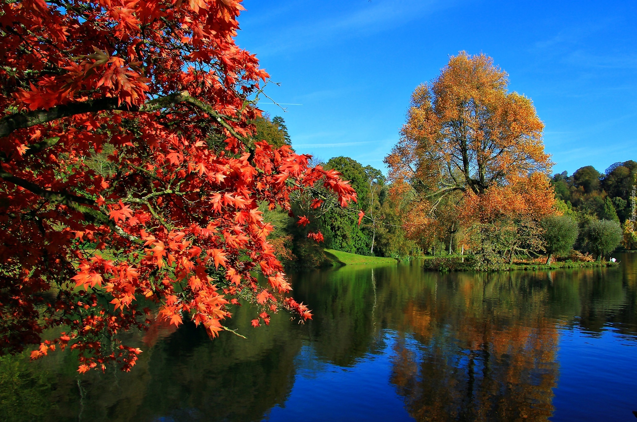 Park, Staw, Jesień, Kolorowe Drzewa