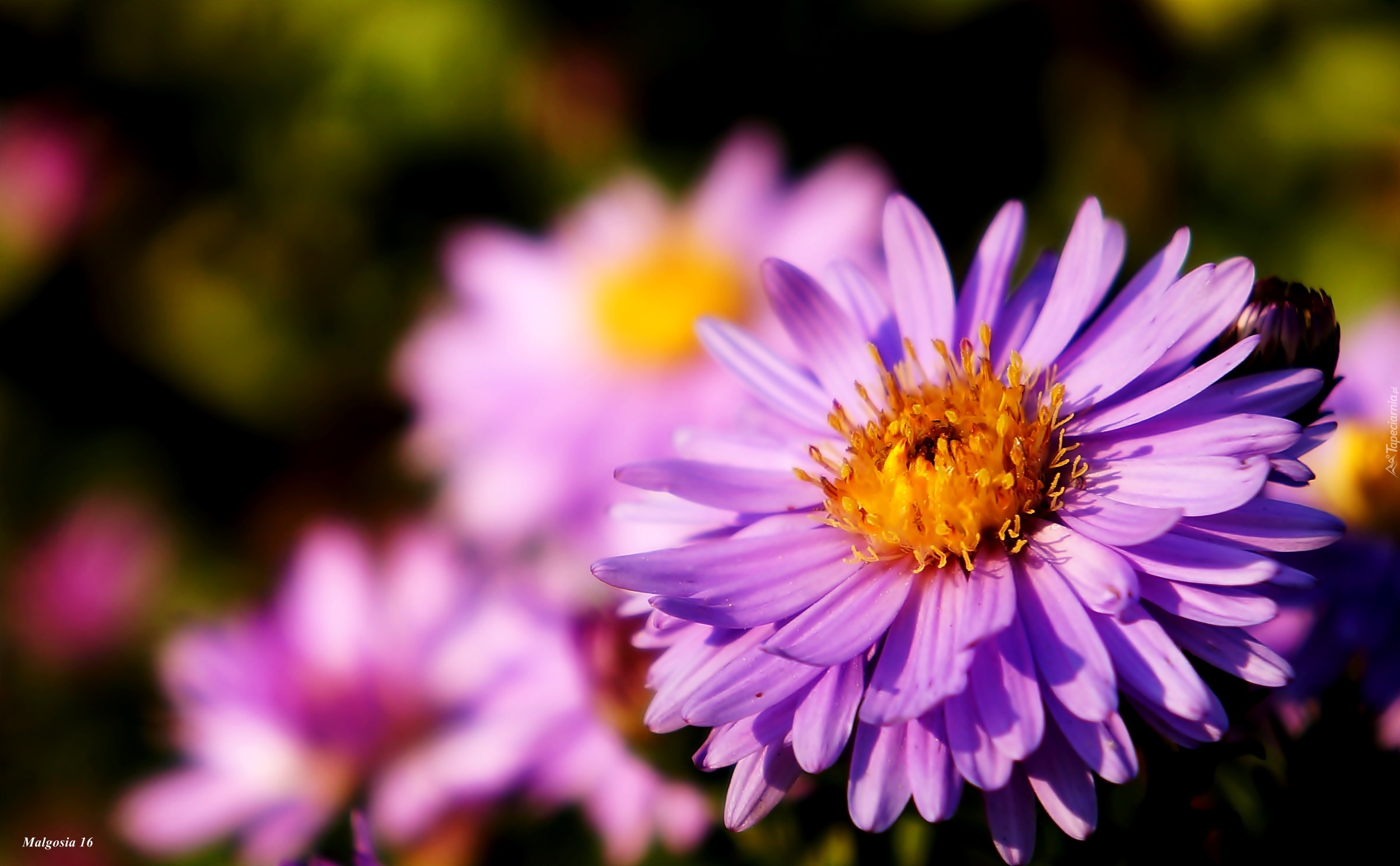 Kwitnący, Fioletowy, Aster