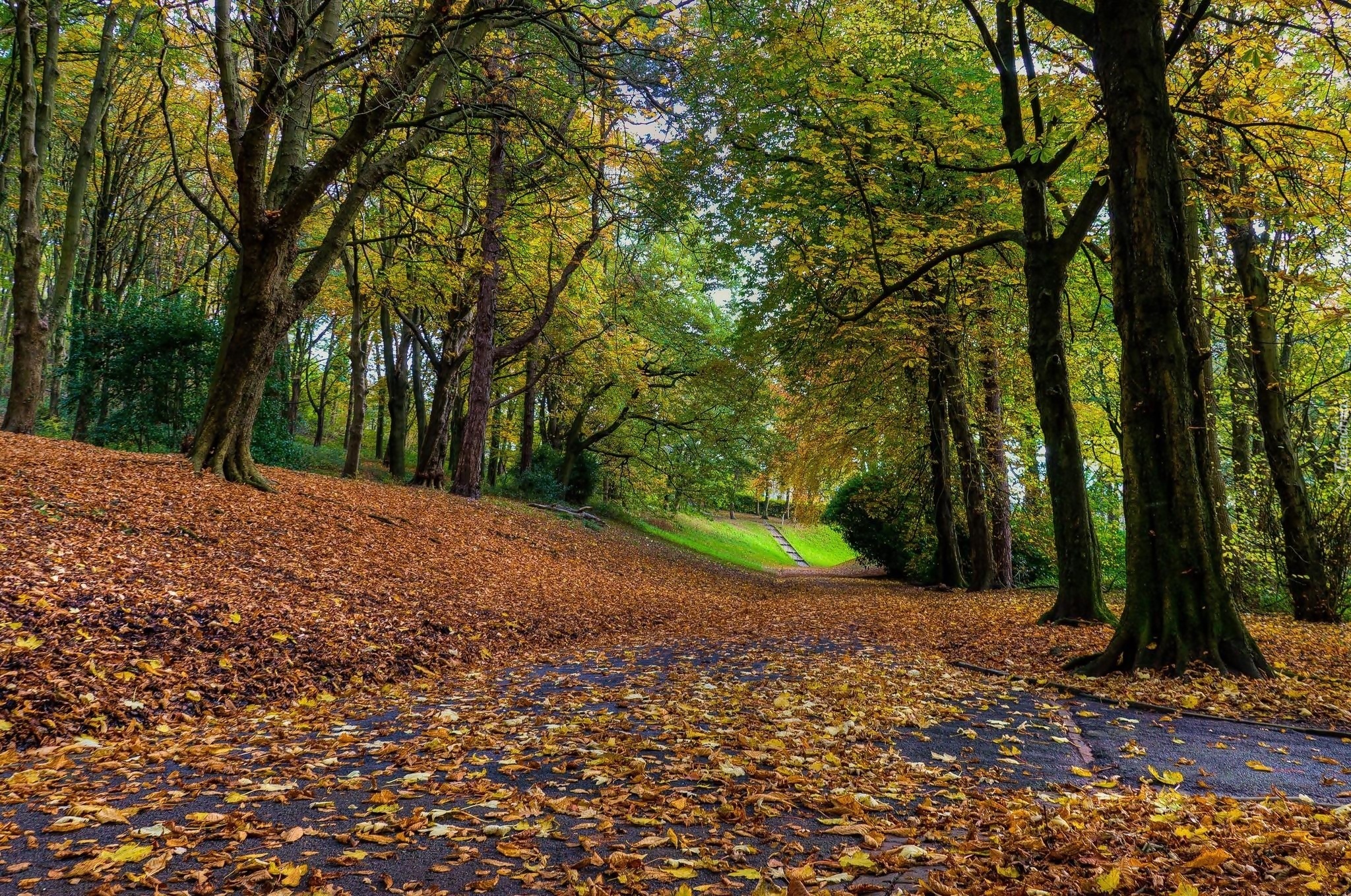 Park, Alejki, Drzewa, Liście, Jesień