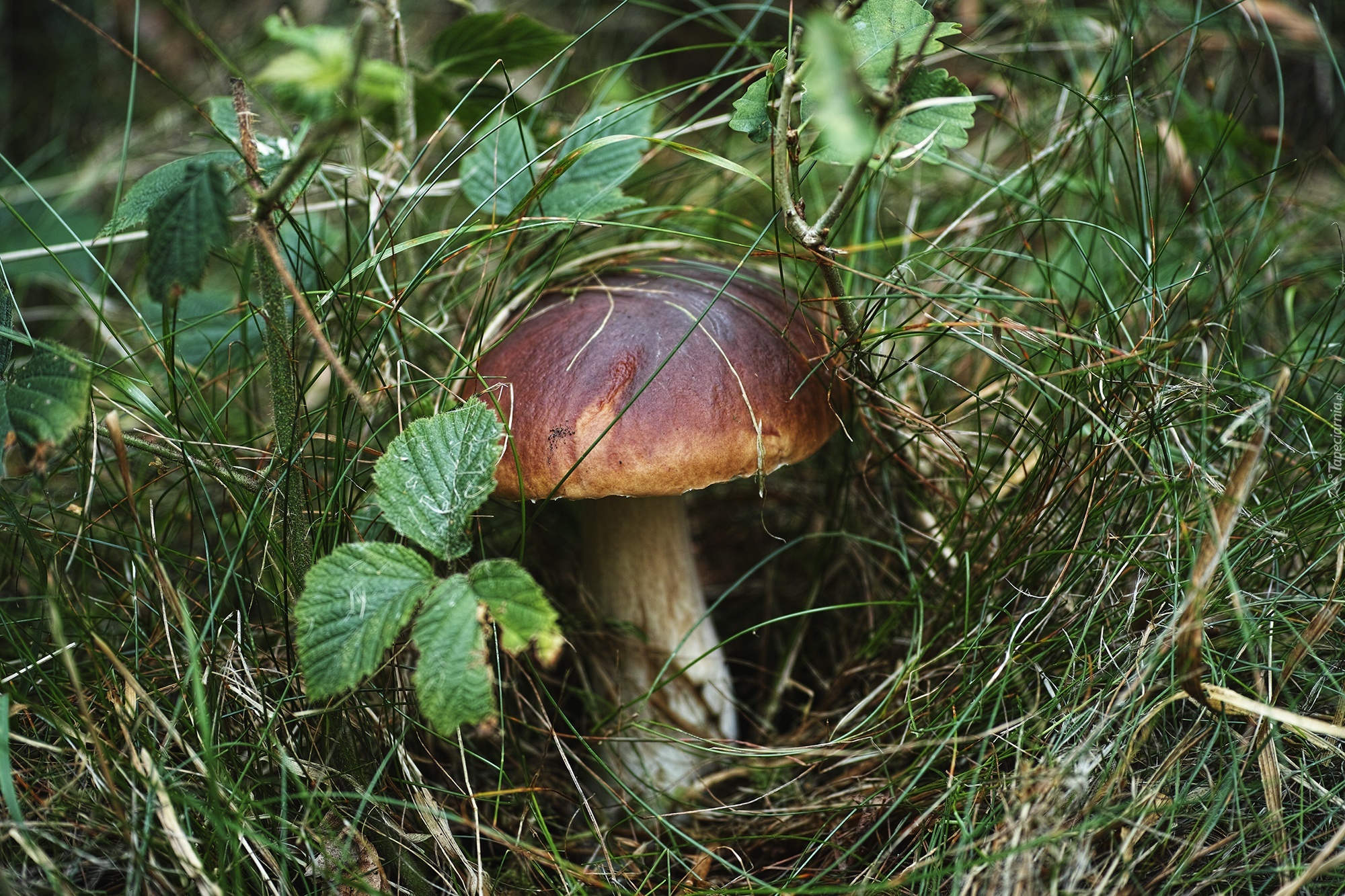 Podgrzybek, Ściółka, Trawa, Liście