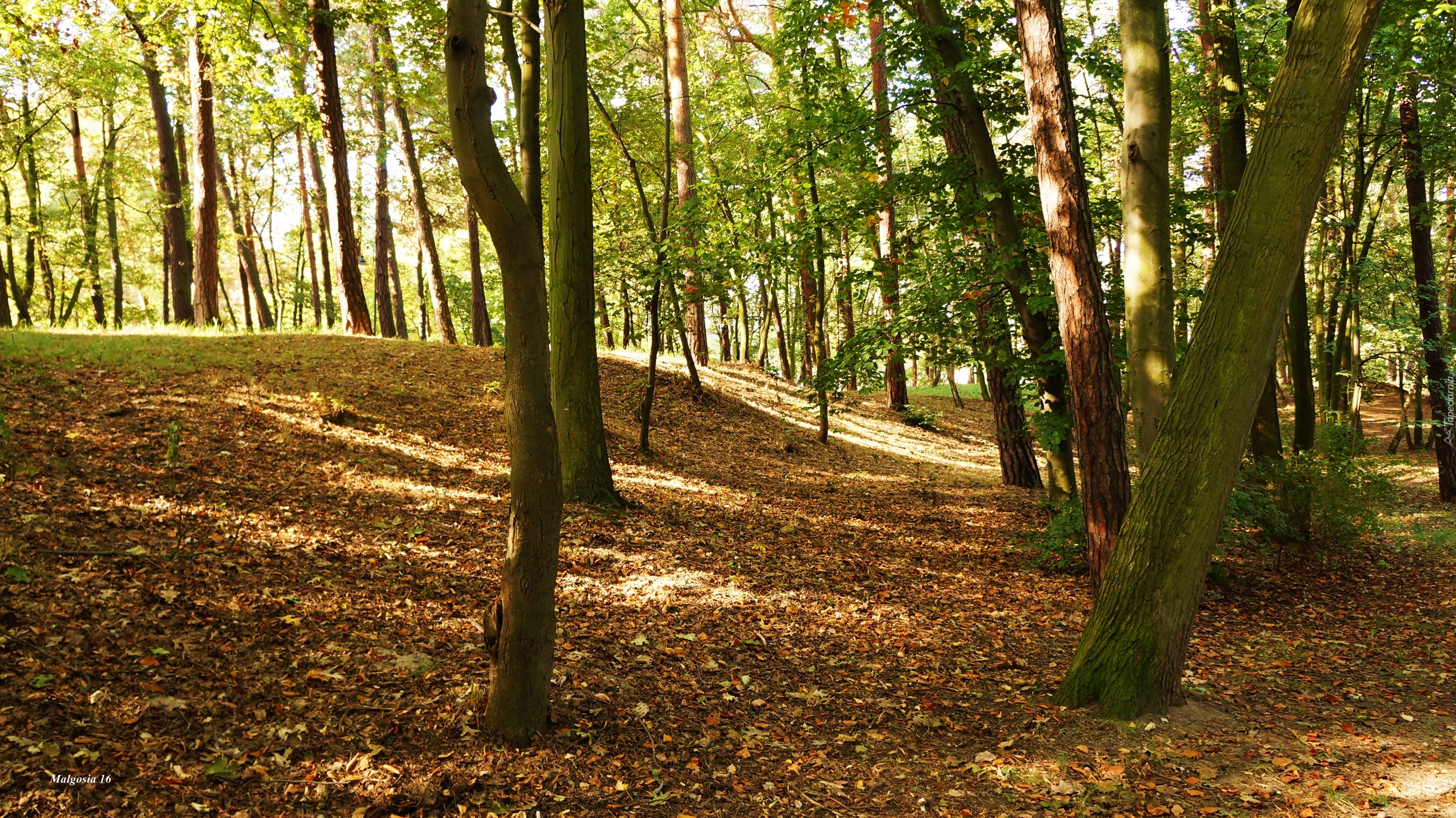 Park, Górka, Drzewa