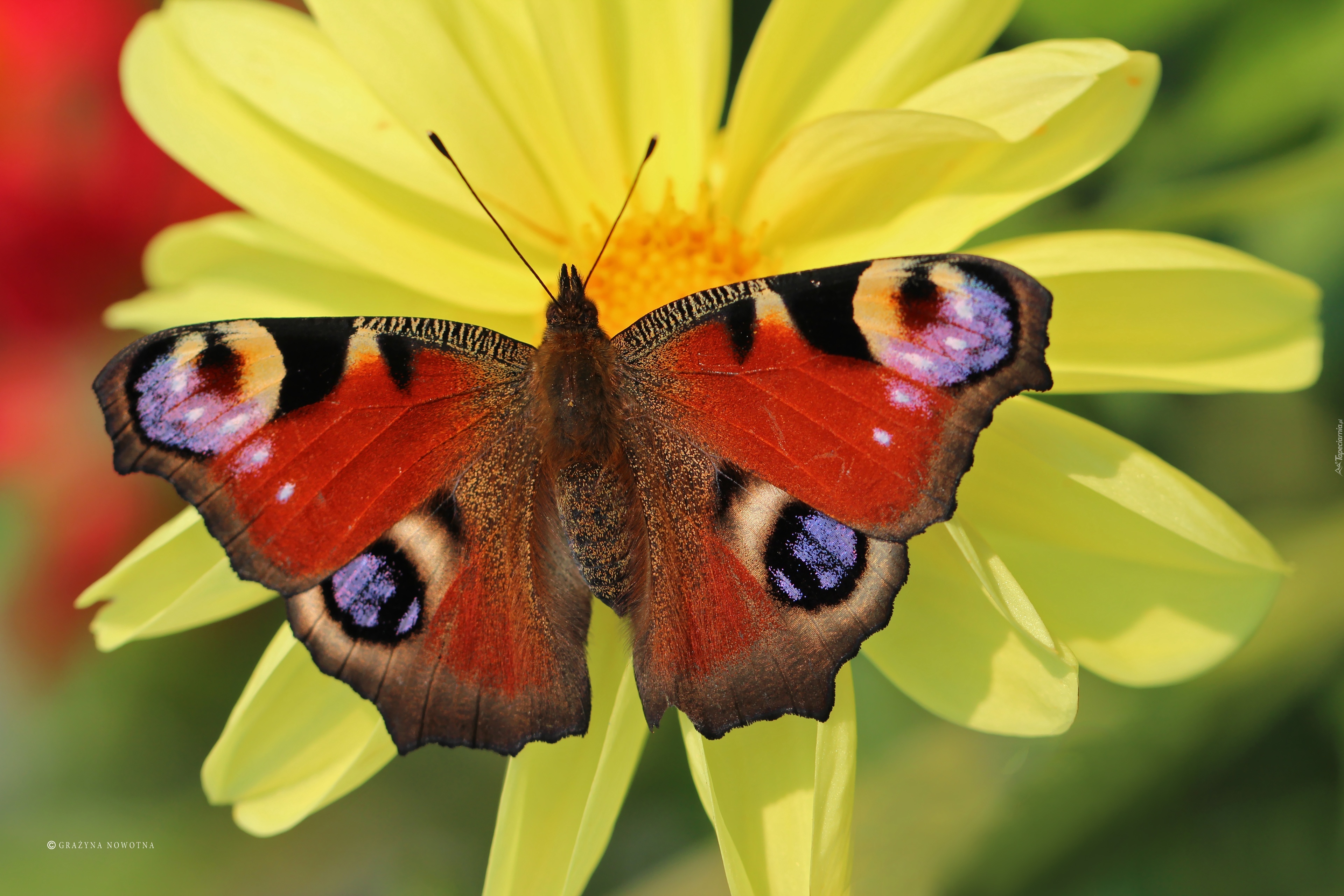 Motyl, Pawik Rusałka, Dalia, Kwiat