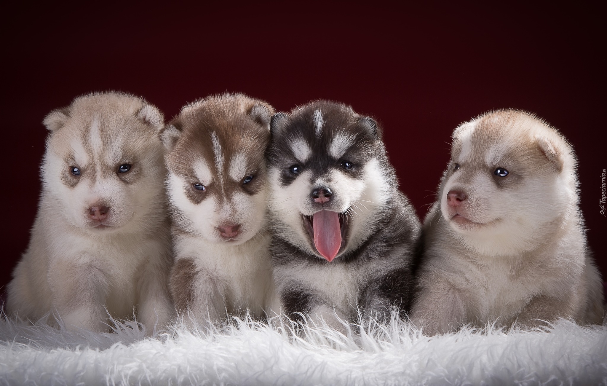 Słodkie, Szczeniaczki, Siberian Husky