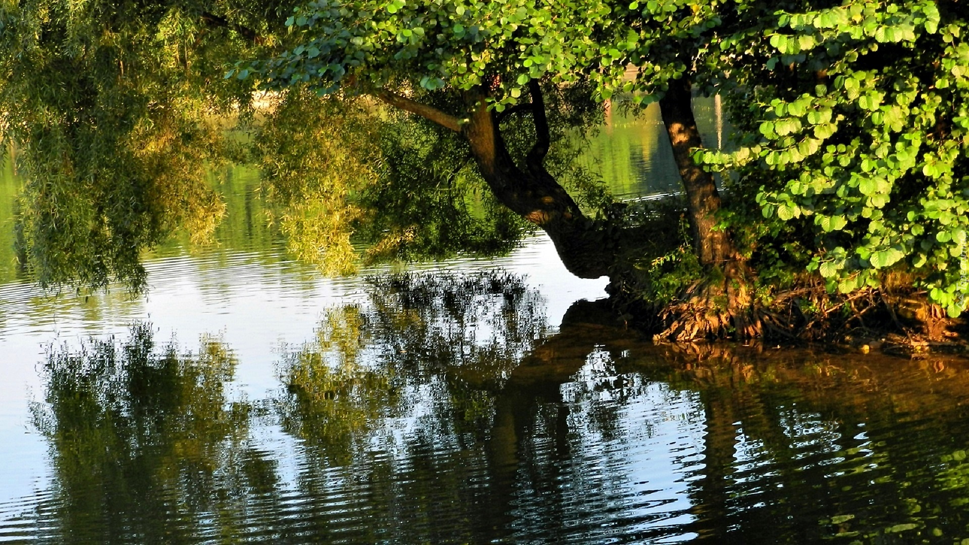 Park, Staw, Drzewo