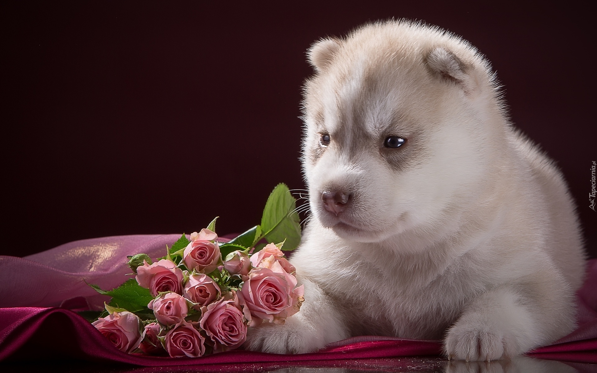 Szczeniak, Husky, Kwiaty, Róże