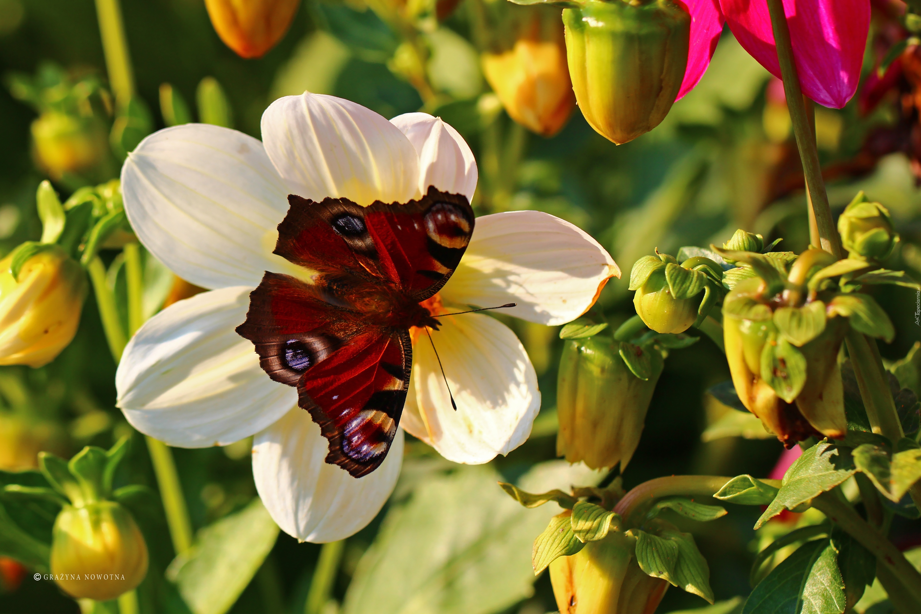 Rusałka Pawik, Motyl, Czerwony, Owad