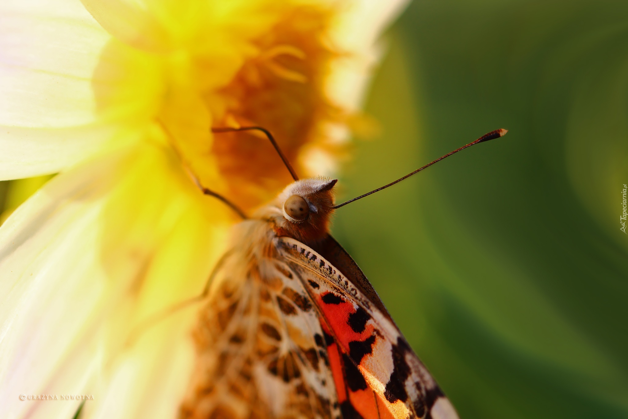 Rusałka Osetnik, Motyl, Makro