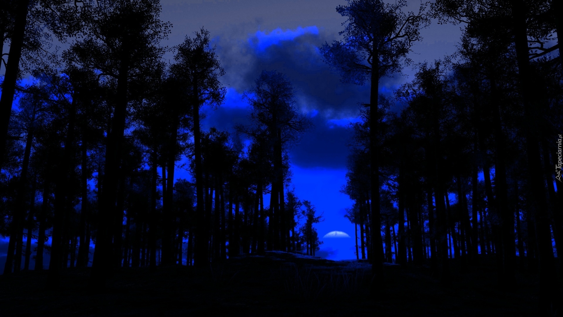 Noc, Niebieskie, Niebo, Drzewo
