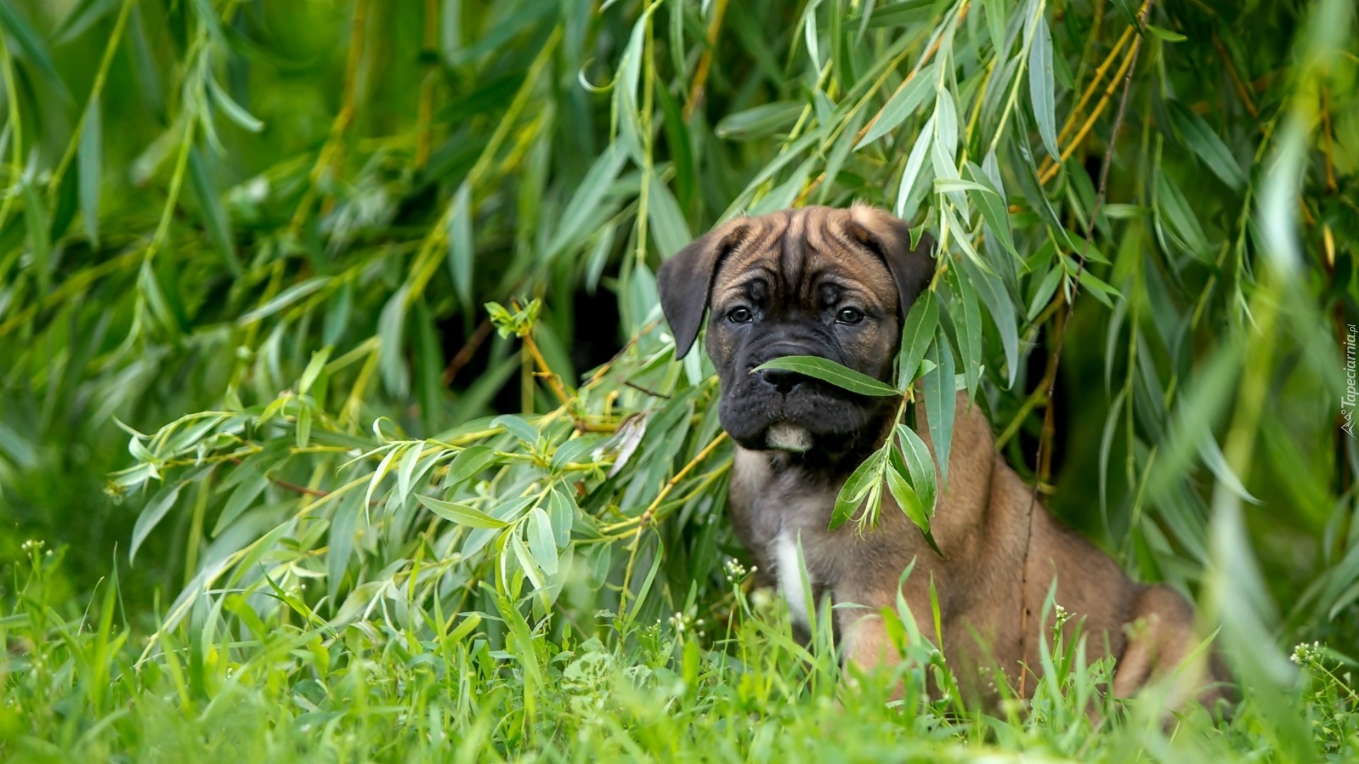 Piesek, Szczeniak, Cane Corso, Wierzba