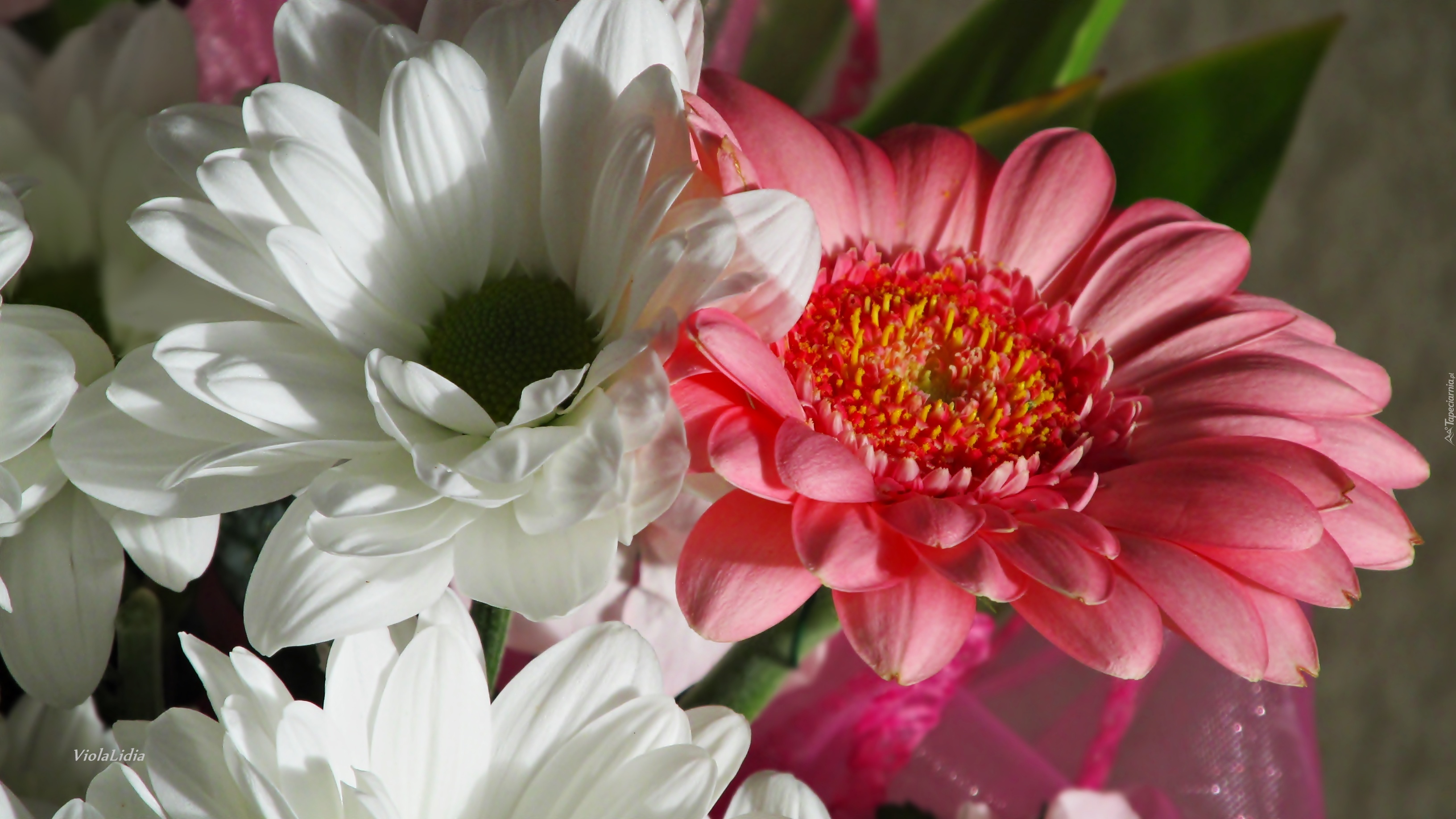 Chryzantema, Gerbera