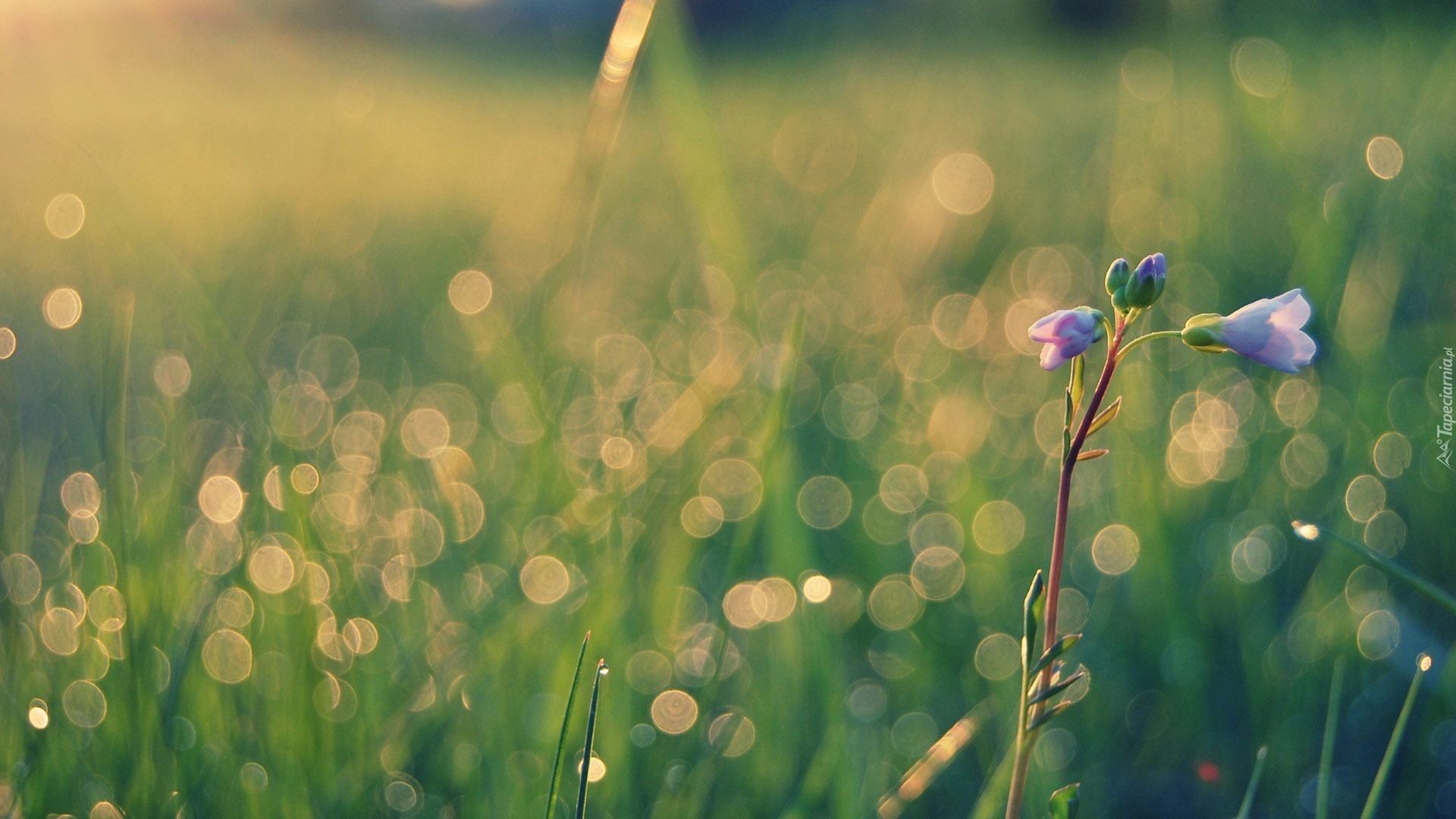 Mały, Fioletowy, Kwiatek, Bokeh