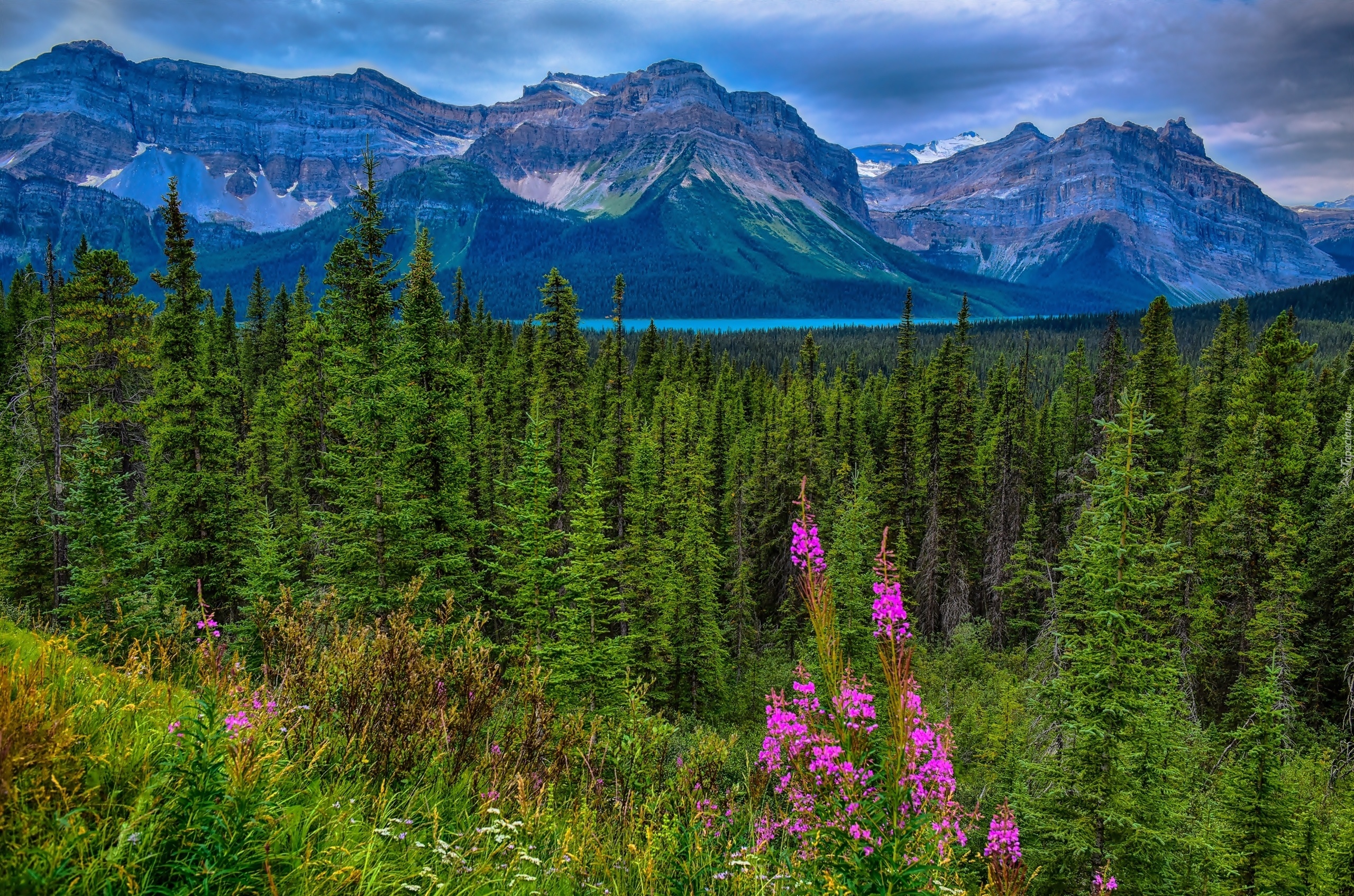 Kanada, Prowincja Alberta, Park Narodowy Jasper, Góry, Lasy, Łąka, Jezioro Hector Lake, Drzewa