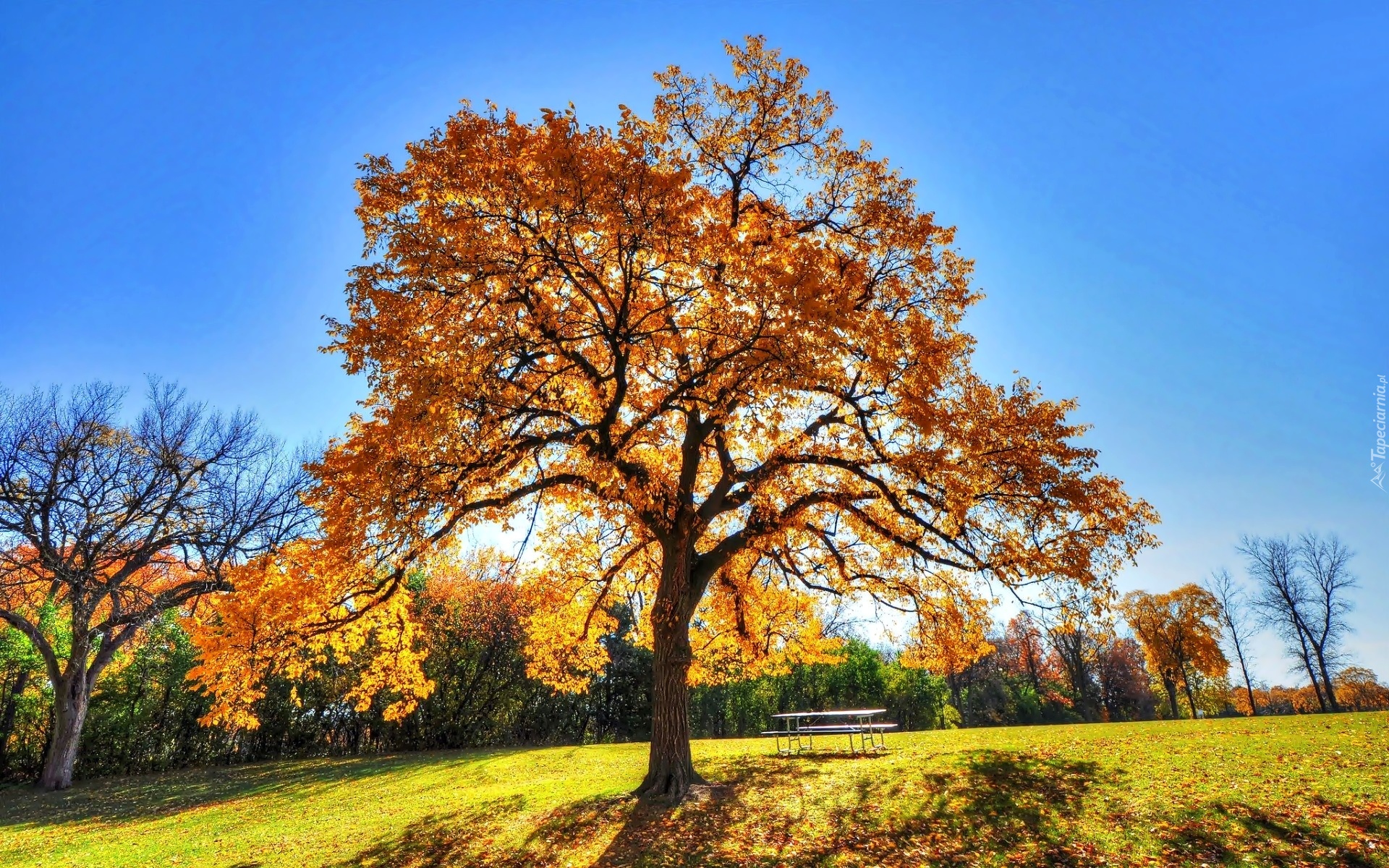 Park, Jesień, Drzewa, Dąb, Ławka